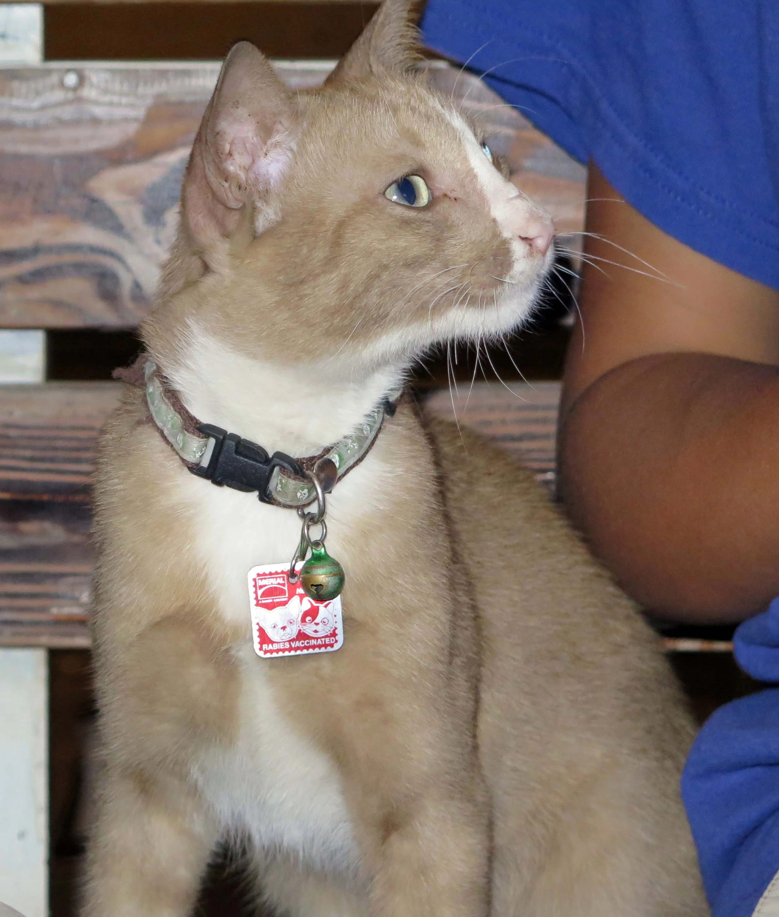 2013 - BANGKOK - NOVEMBER 2013 - MARCH 2014 (37).JPG