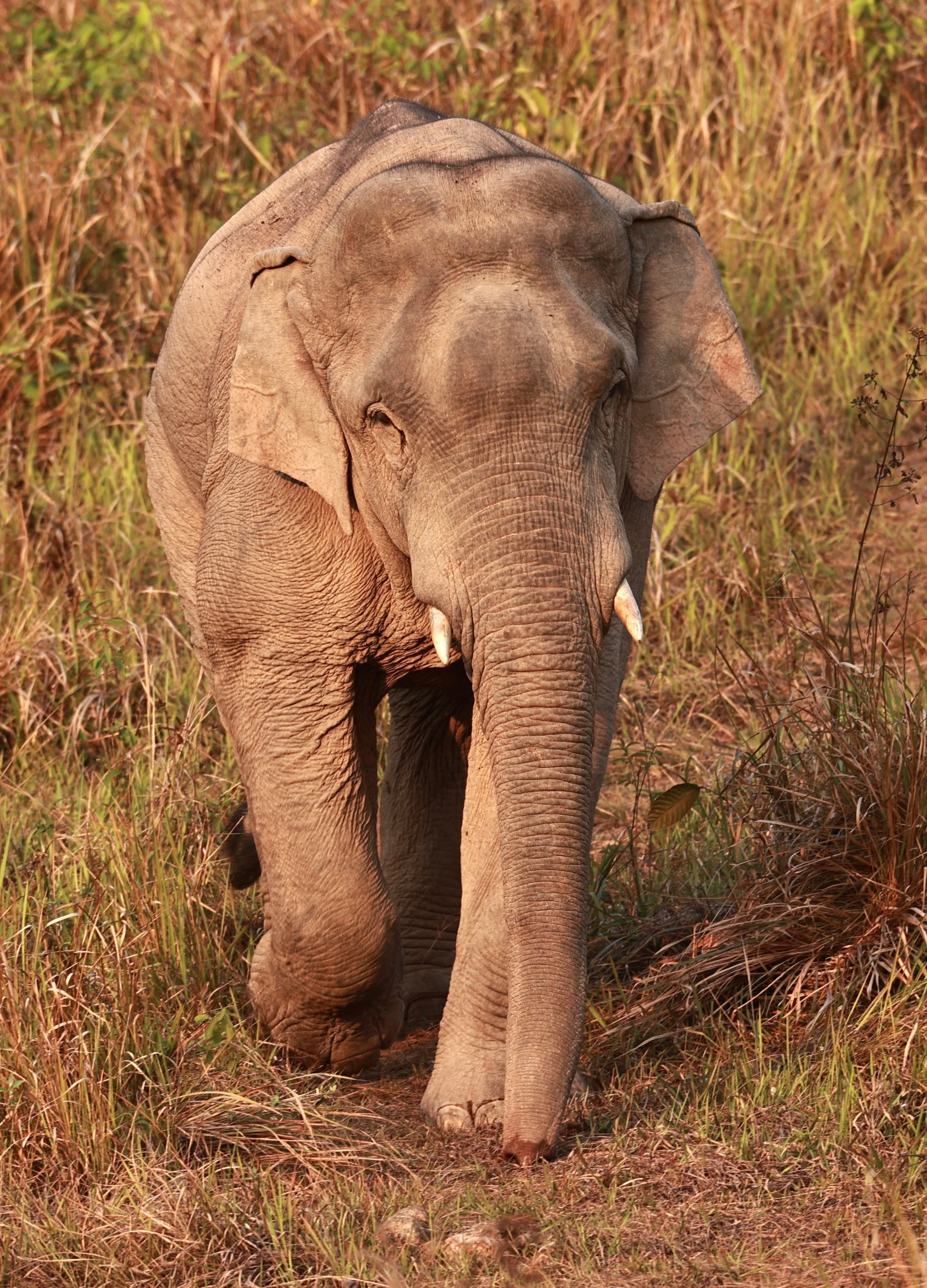 Asian Elephant (Elephas maximus) Khao Yai National Park, Thailand (52).jpg