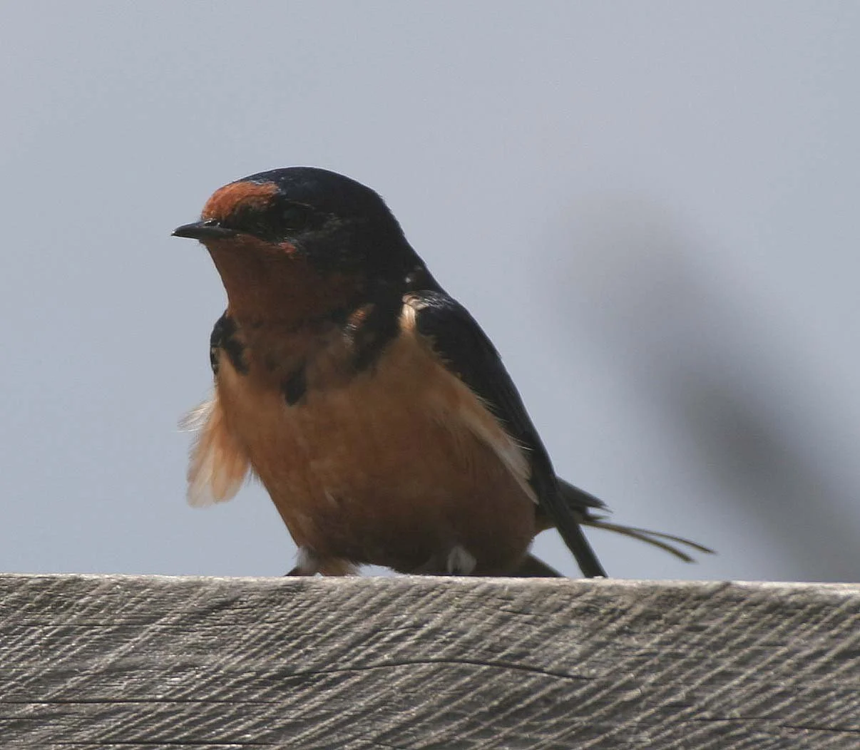 Barn Swallow (Hirundo rustica) Lake Baikal Selenga Delta Russia (8).jpg