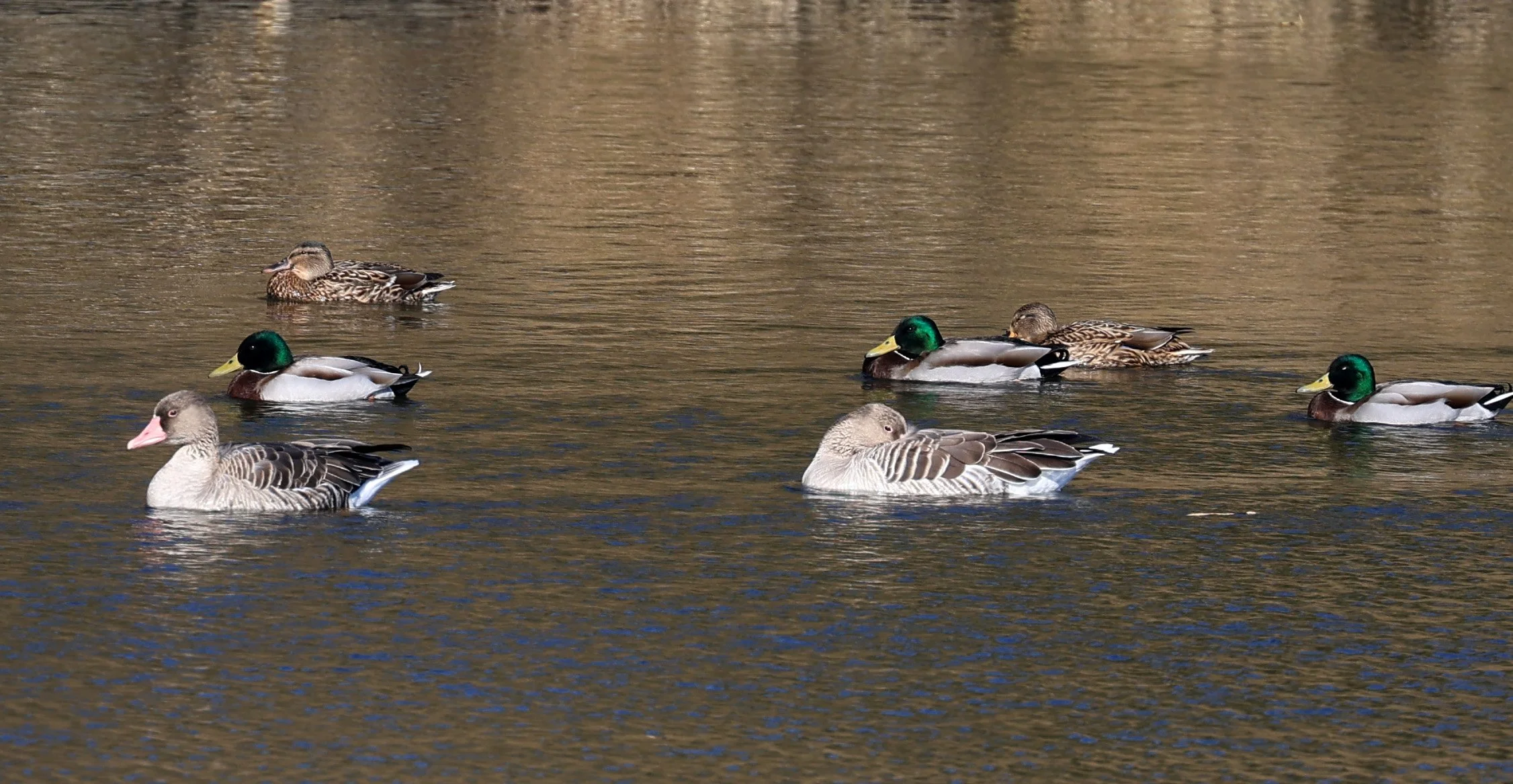 Mallard (Anas platyrhynchos) Greylag Goose - Shimotonda Sadowaracho Birding Ponds Miyazaki Kyushu Japan (2).jpg