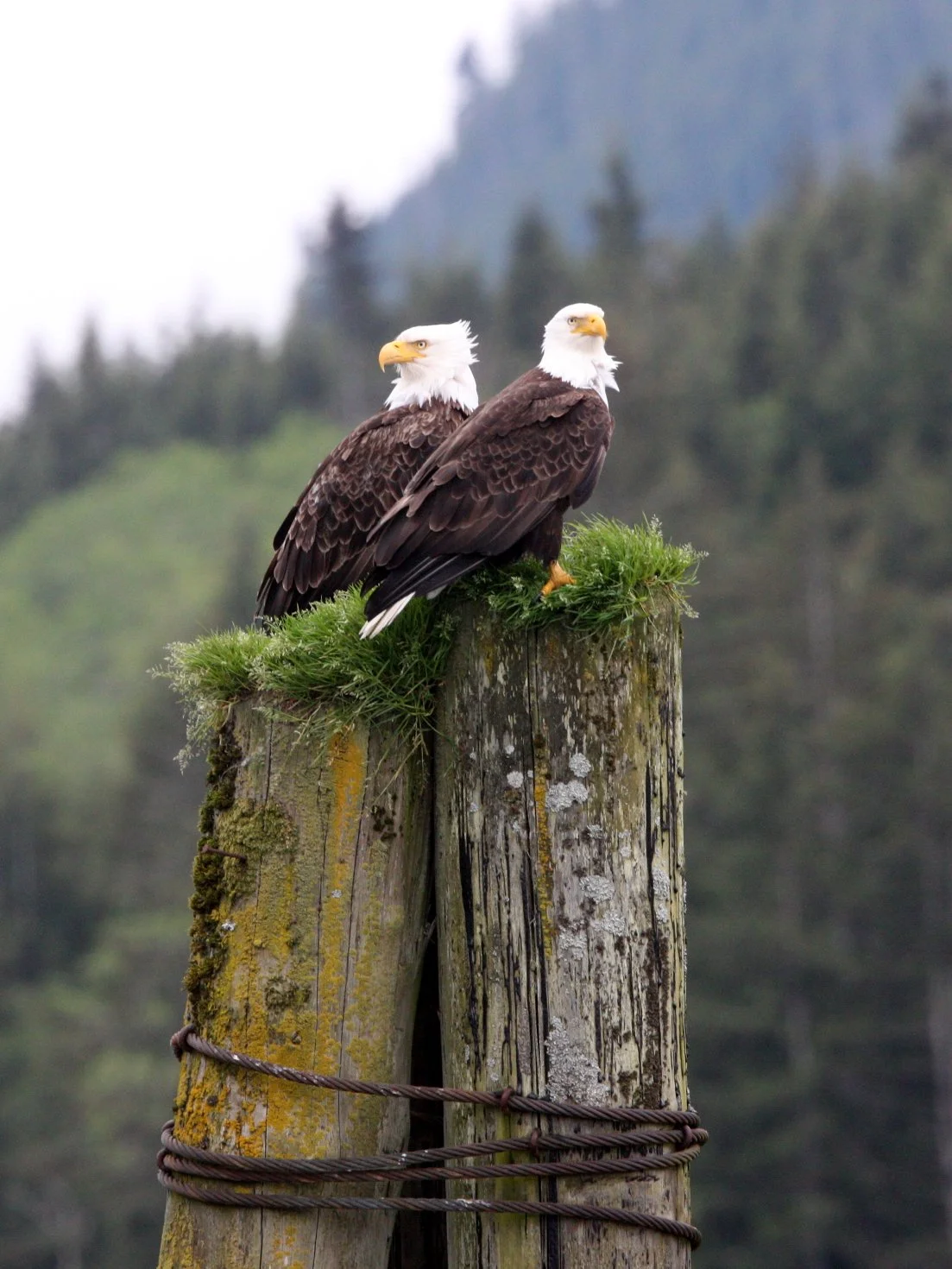 Haliaeetus leucocephalus - AMERICAN BALD EAGLE - KNIGHT INLET BRITISH COLUMBIA (65).JPG