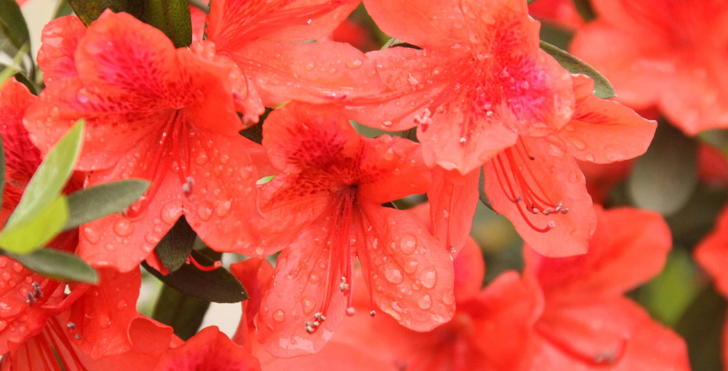 RHODODENDRON SPECIES - SICHUAN CHINA (5).JPG