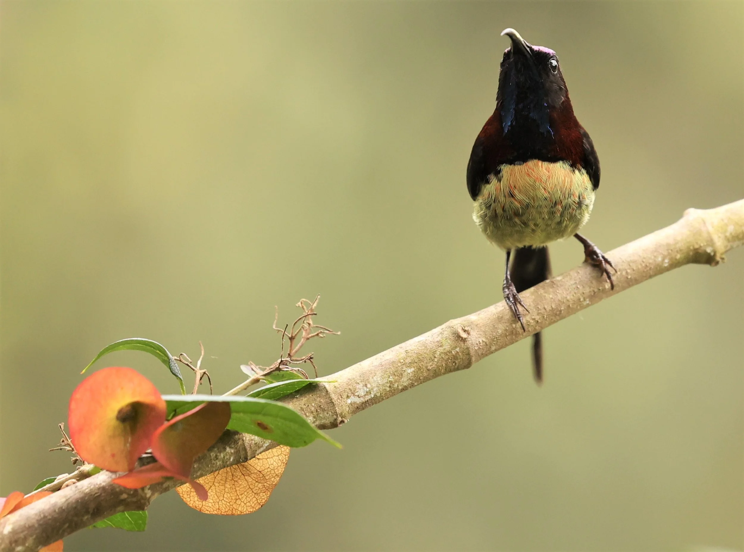 SUNBIRD - BLACK-THROATED SUNBIRD - Aethopyga saturata - DOI INTHANON NP CHIANG MAI, DEC 2021 (23).jpg