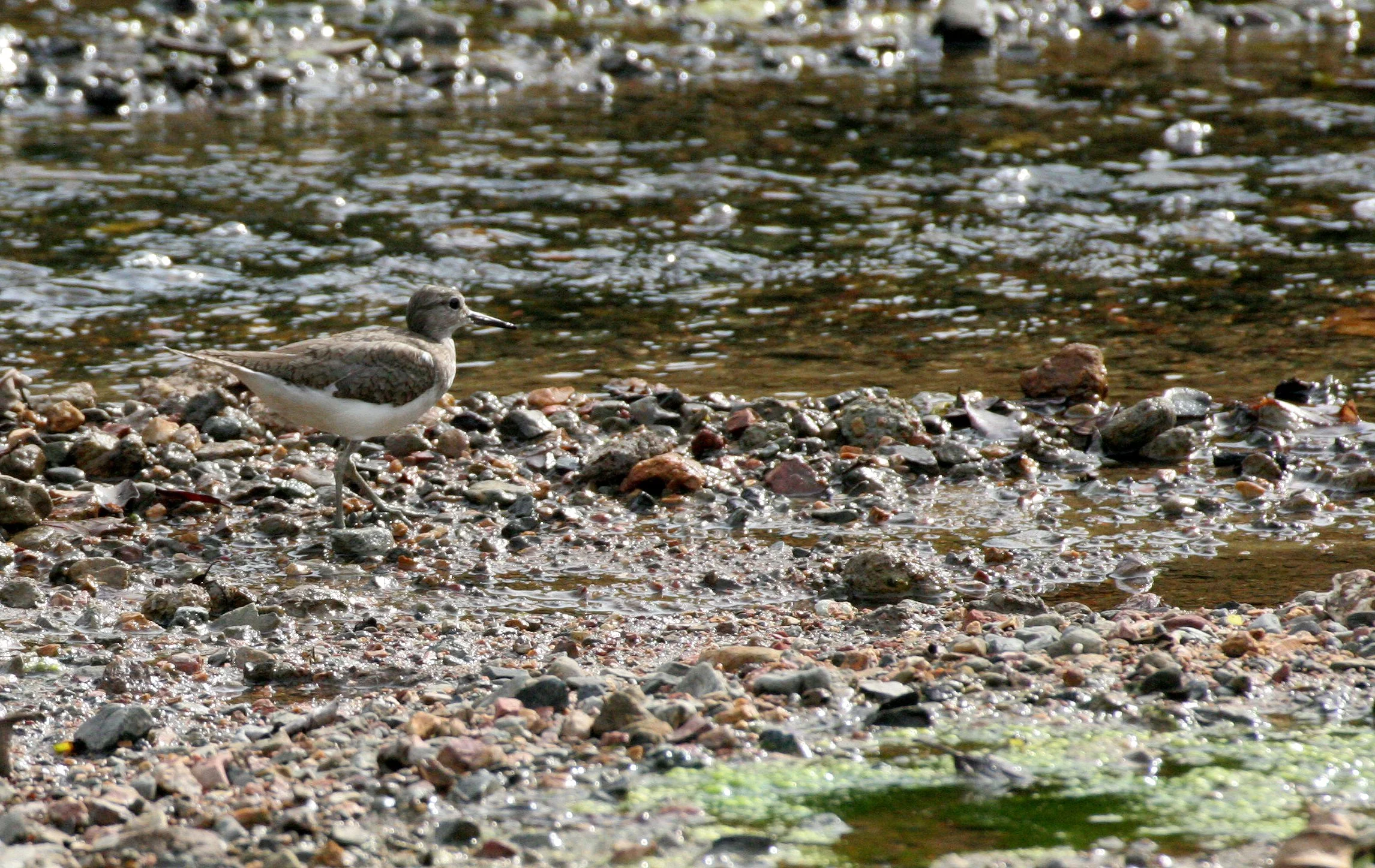BIRD - SANDPIPER - COMMON SANDPIPER - TRINGA HYPOLEUCOS - TABIN WILDLIFE RESERVE BORNEO (2).JPG