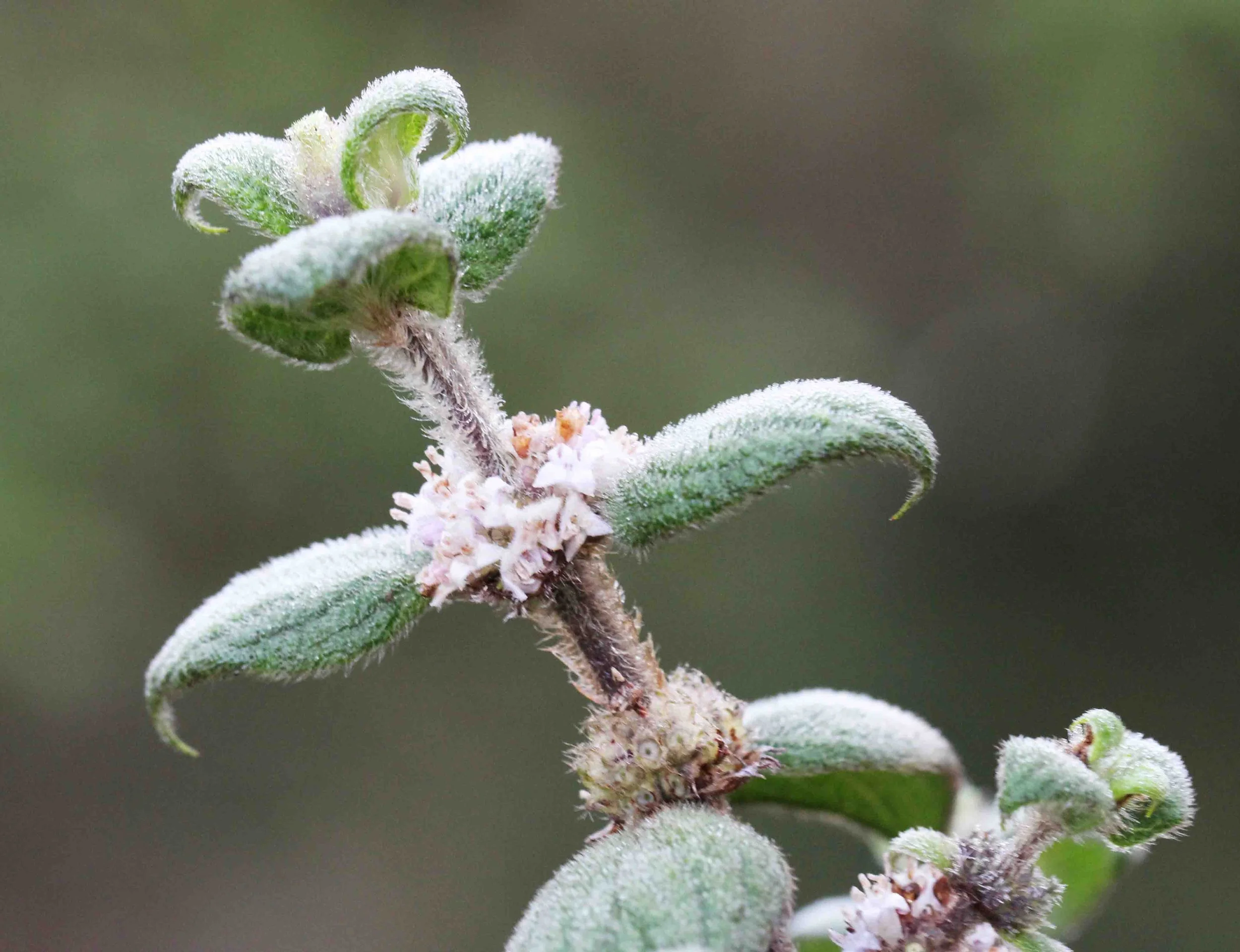 NUWARA ELIYA， HORTON PLAINS NATIONAL PARK,  SRI LANKA (8).JPG