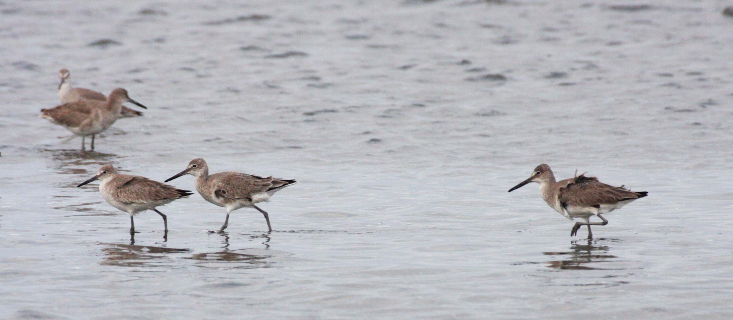 BIRD - WILLET - SAN IGNACIO LAGOON BAJA MEXICO (13).JPG