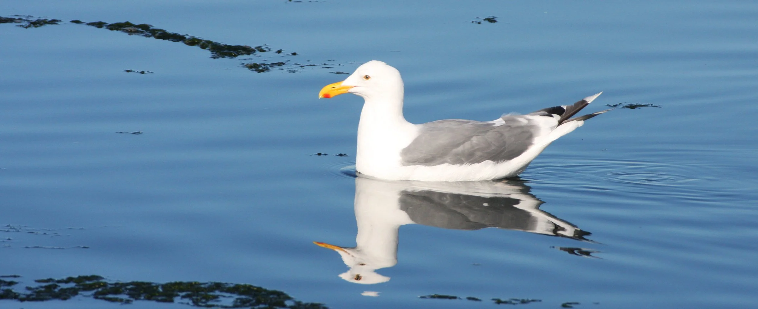 BIRD - GULL - WESTERN GULL - SEQUIM BAY (8).JPG