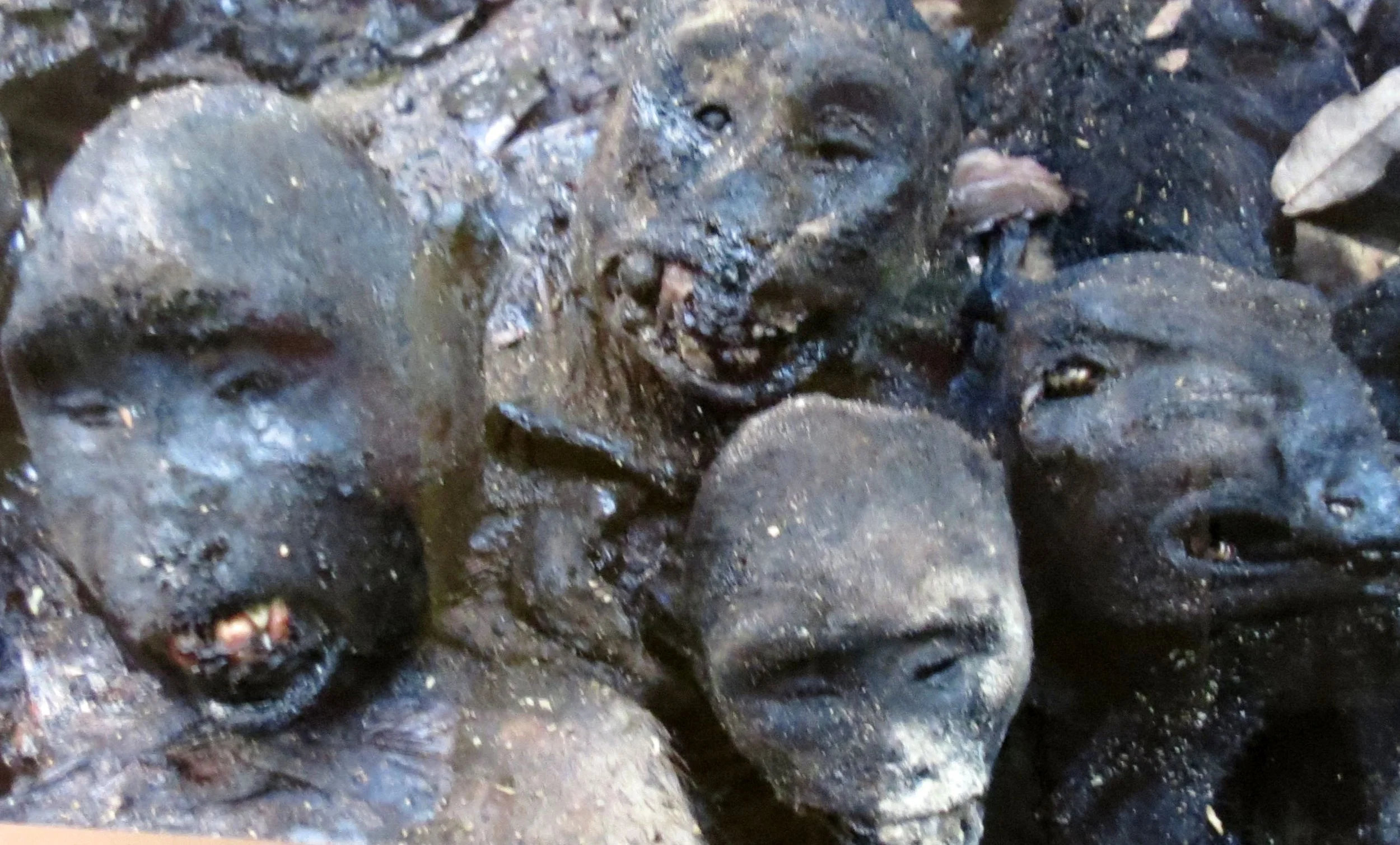 DZANGA NDOKI NATIONAL PARK CENTRAL AFRICAN REPUBLIC (63).JPG