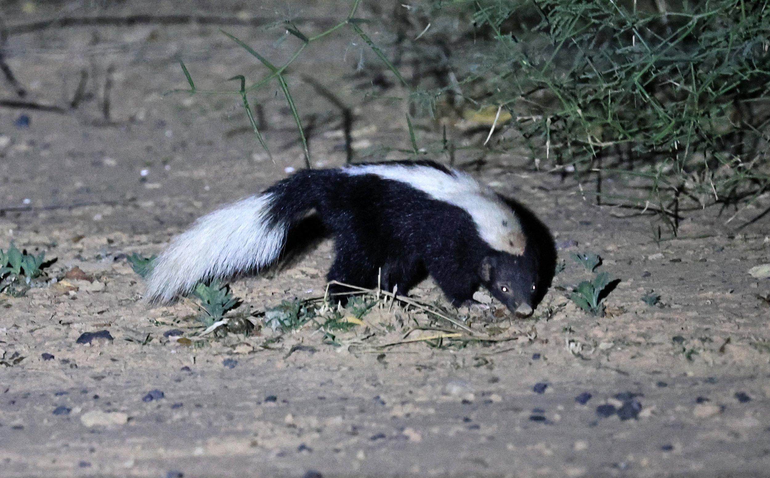 Molina's Hog-nosed Skunk (Conepatus chinga) Estancia Campo'í Paraguay (145).jpg
