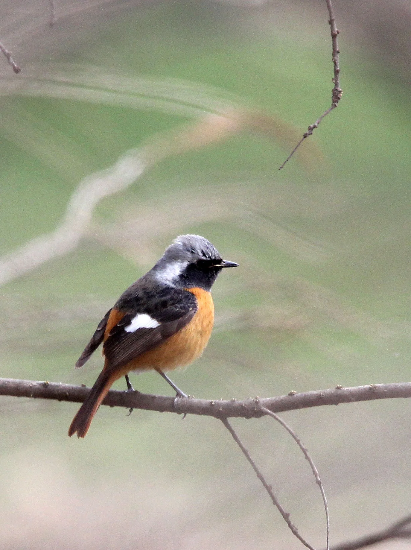 BIRD - REDSTART - DAURIAN REDSTART - BINJIANG FOREST PARK SHANGHAI (5).JPG