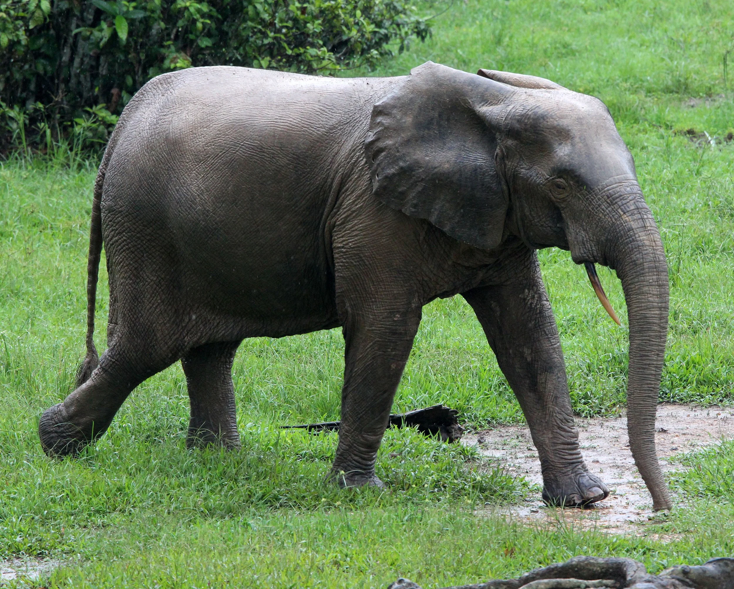ELEPHANT - FOREST ELEPHANT - DZANGA BAI - DZANGA NDOKI NP CENTRAL AFRICAN REPUBLIC (64).JPG