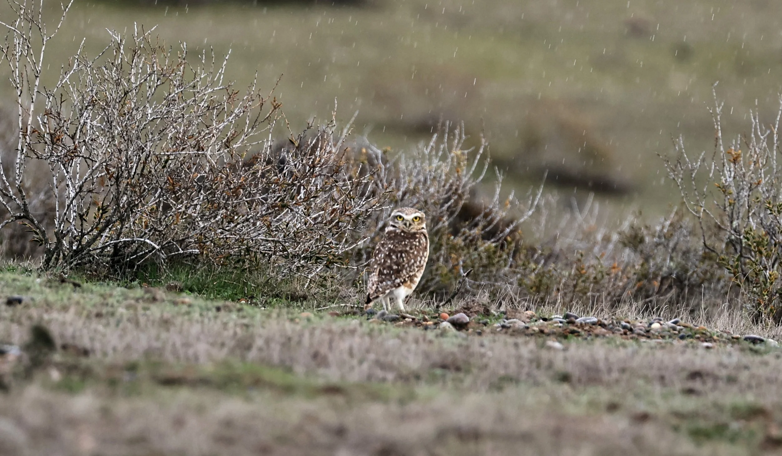 Burrowing Owl (Athene cunicularia) Peninsula Valdes, Argentina