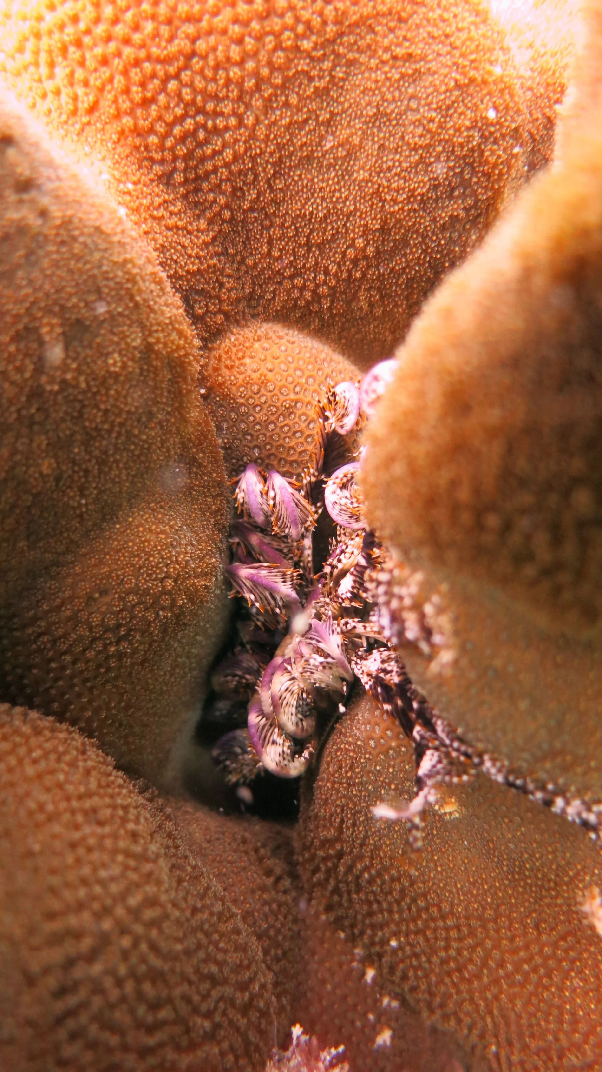 2016 BPS Satthahip Dive Trip with Marine Conservation Club (70).JPG