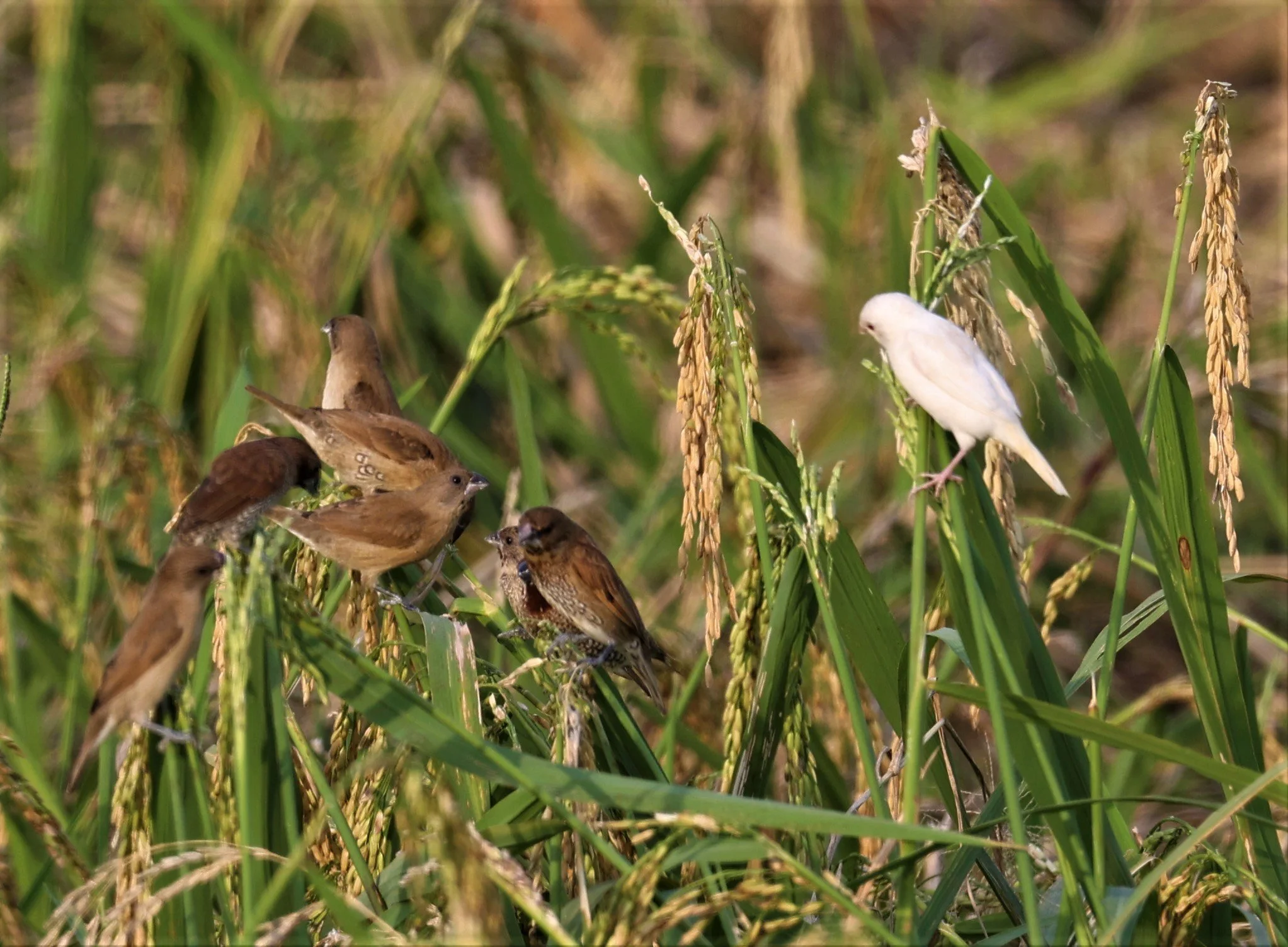 MUNIA - SCALY BREASTED MUNIA - Lonchura punctulata - ALBINO FORM - PATHUM THANI RICE RESEARCH CENTER 14 SEPT 2021 (32).jpg