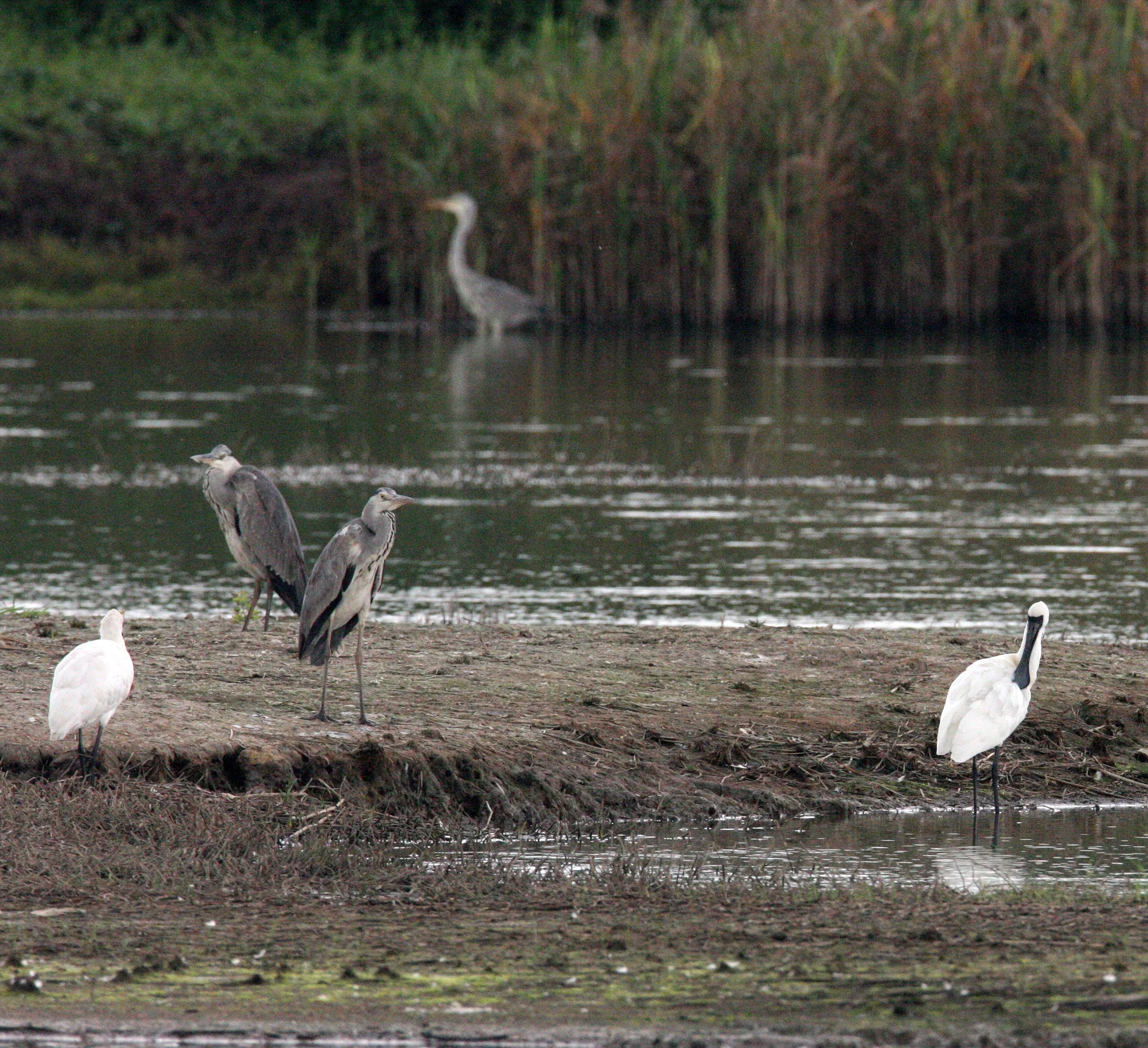 SPOONBILL - BLACK-FACED SPOONBILL - Platalea minor - MAI PO WETLANDS HONG KONG (149).JPG