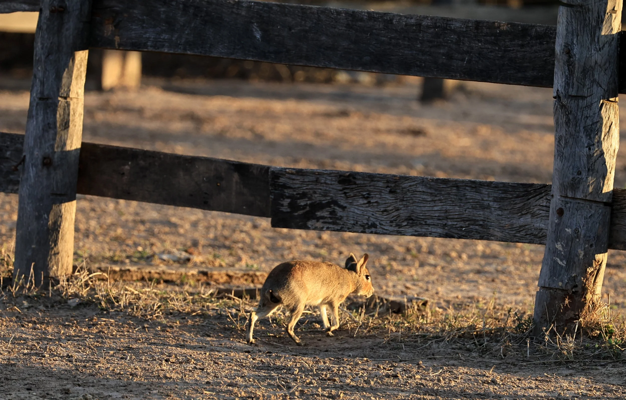 Chacoan Mara (Dolichotis salinicola) Hotel Campestre Iparoma Paraguay (11).jpg