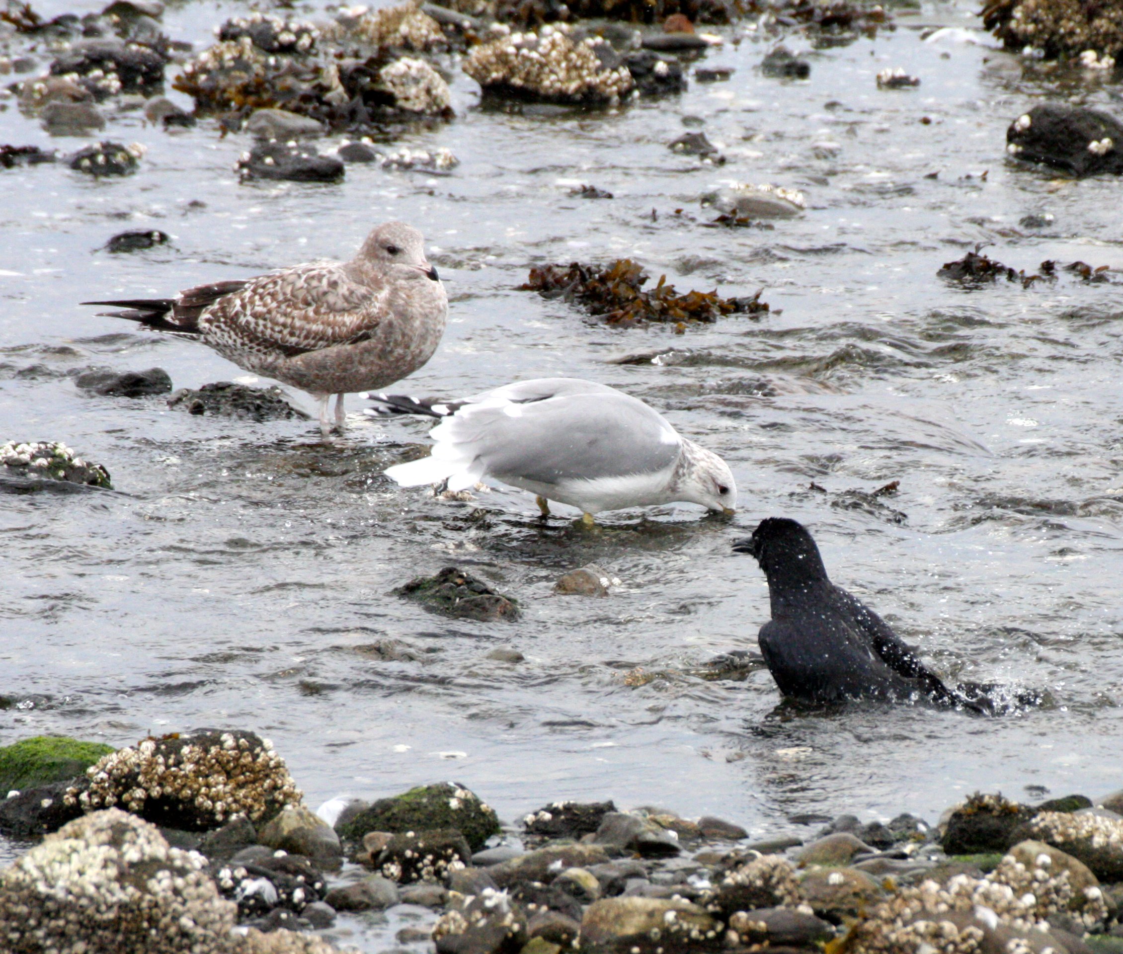 BIRD - GULL - CALIFORNIA GULL - LARUS CALIFORNICUS - FIRST WINTER ADULT WITH ADULT - STRAIT OF JUAN DE FUCA WA (2).JPG
