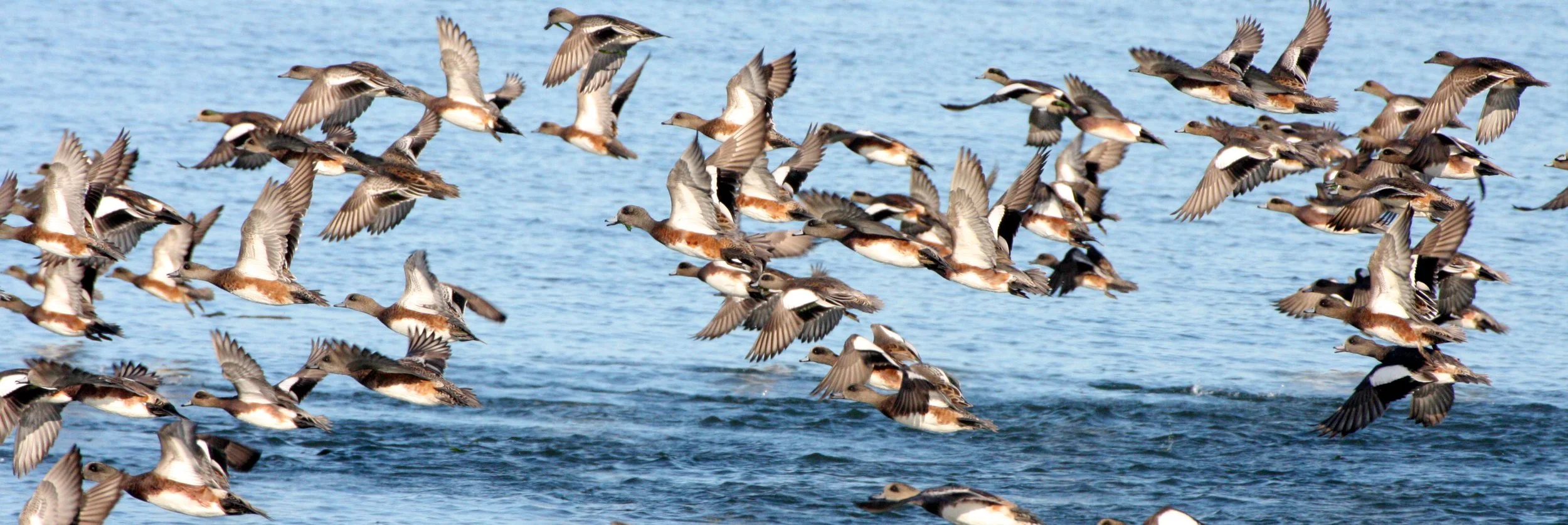 WIGEON - AMERICAN WIGEON - Mareca americana - THREE CRABS DUNGENESS RIVER MOUTH WETLAND SEQUIM WASHINGTON (10).JPG