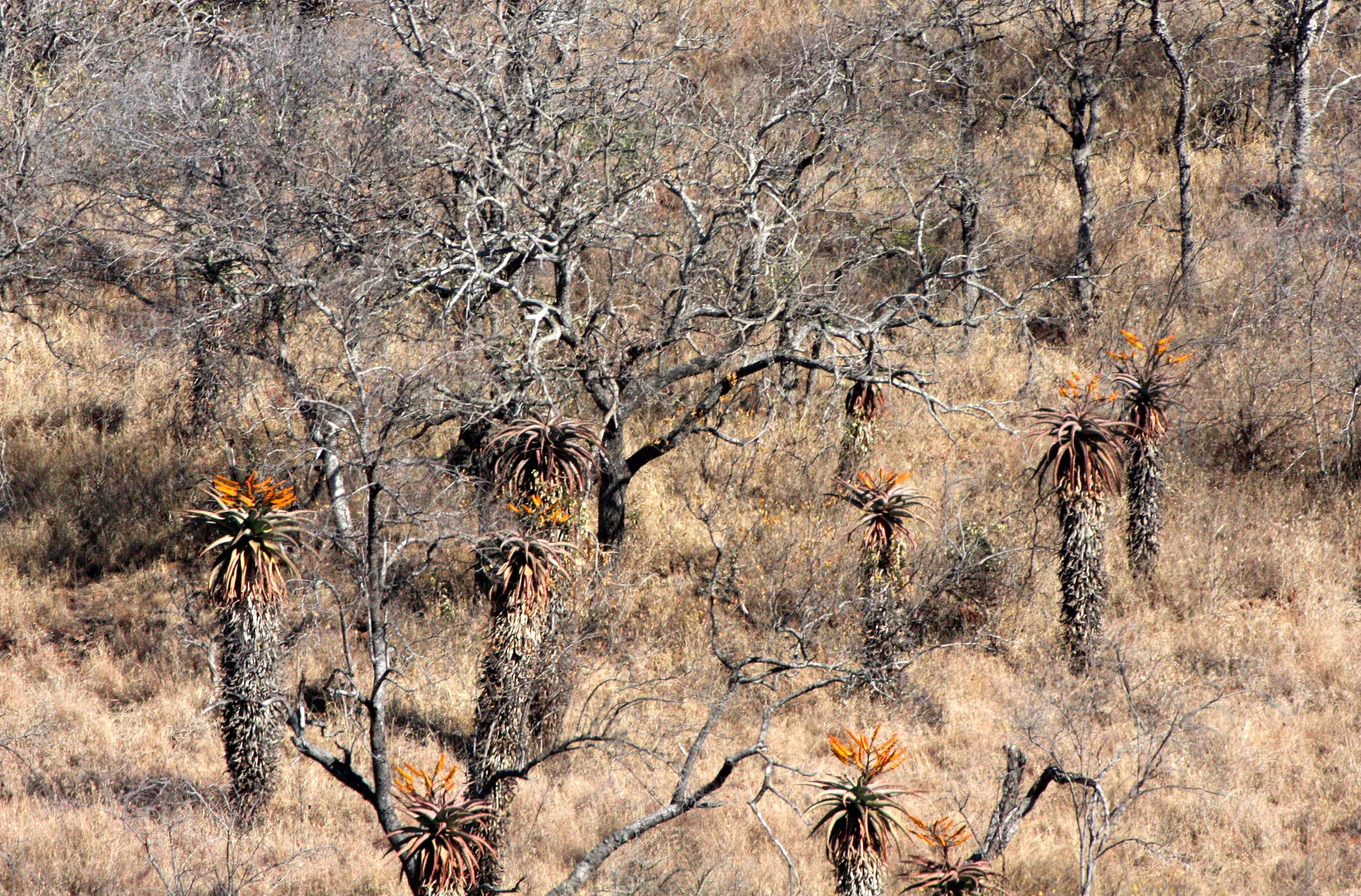 NATAL SOUTH AFRICA - ALOE WOODLAND (8).JPG