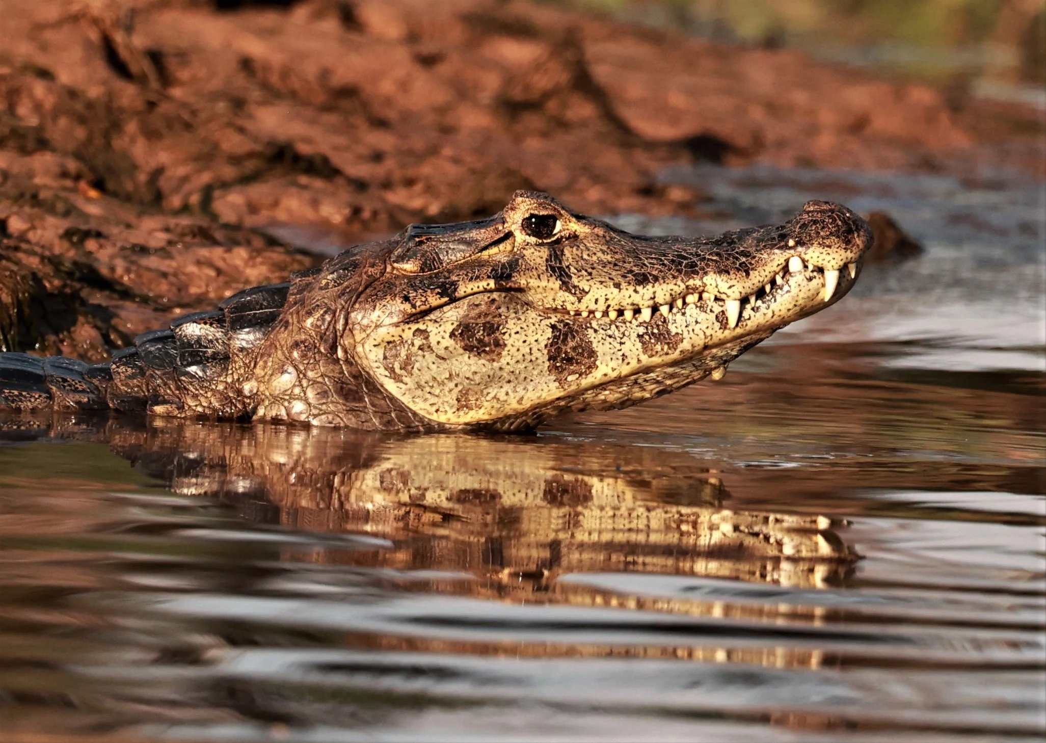 Caiman yacare - Yacare - Pantanal, Encontro das Águas State Park, Porto Jofre, Cuiaba River, Brazil (10).JPG