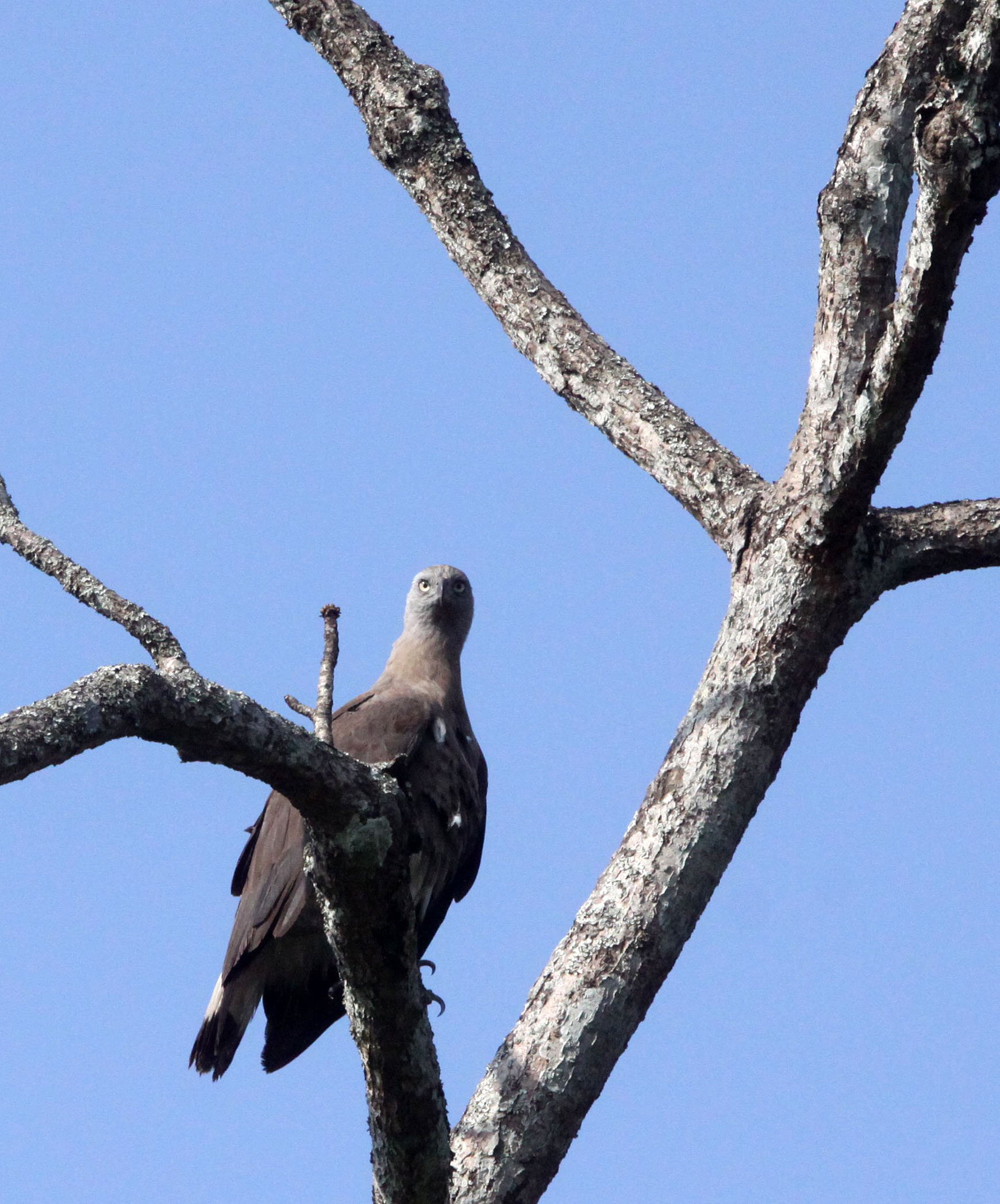 Haliaeetus ichthyaetus - GREY-HEADED FISH EAGLE - KAZIRANGA NATIONAL PARK ASSAM INDIA (26).JPG