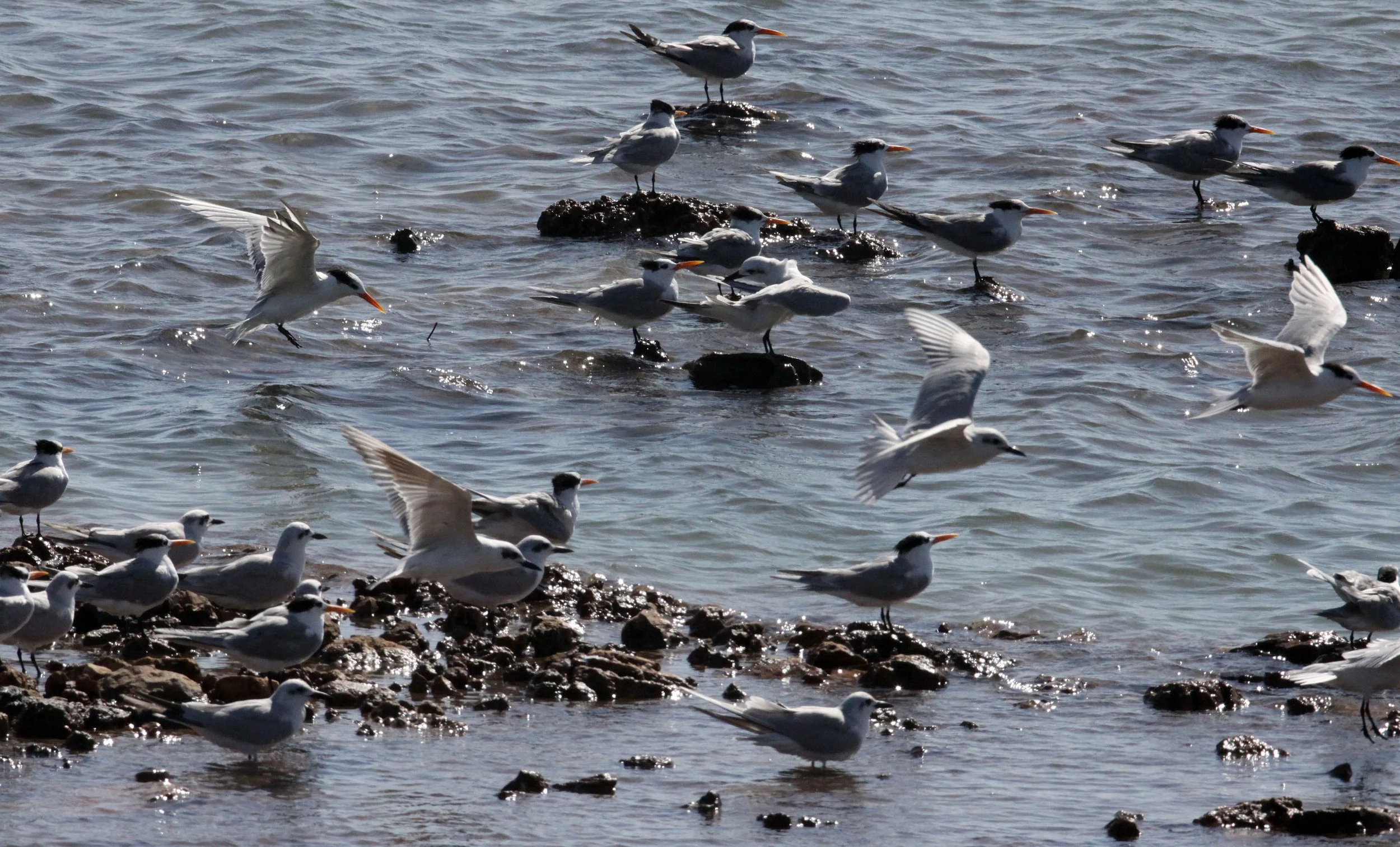 BIRD - TERN - LESSER CRESTED TERNS WITH GULL-BILLED AND CASPIAN TERNS - SOMCHAT GUJARAT INDIA (17).JPG