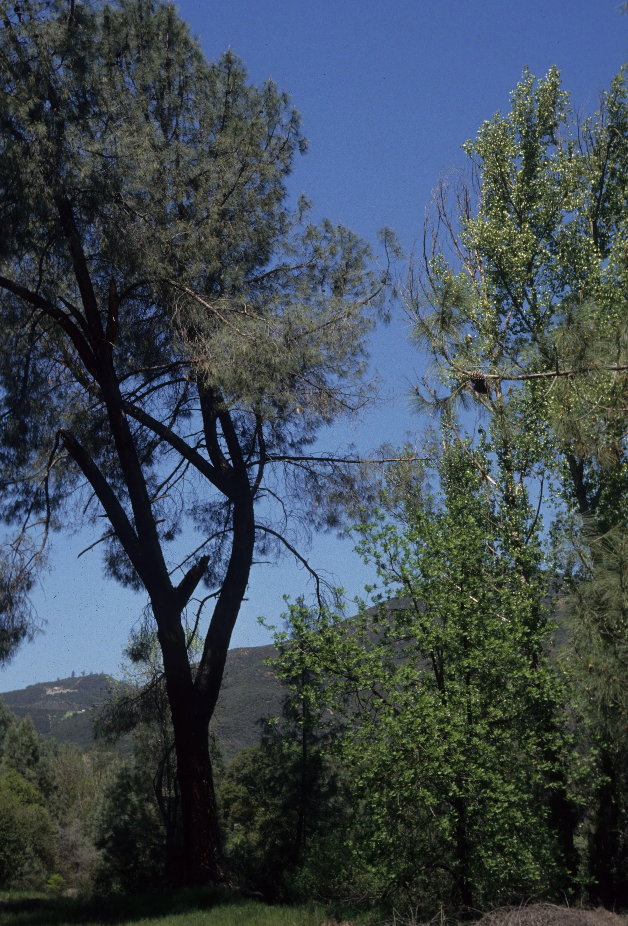 AMERICAN RIVER - PINUS SABINIANA - DIGGER PINE IN FOOTHILLS OF SIERRA.jpg
