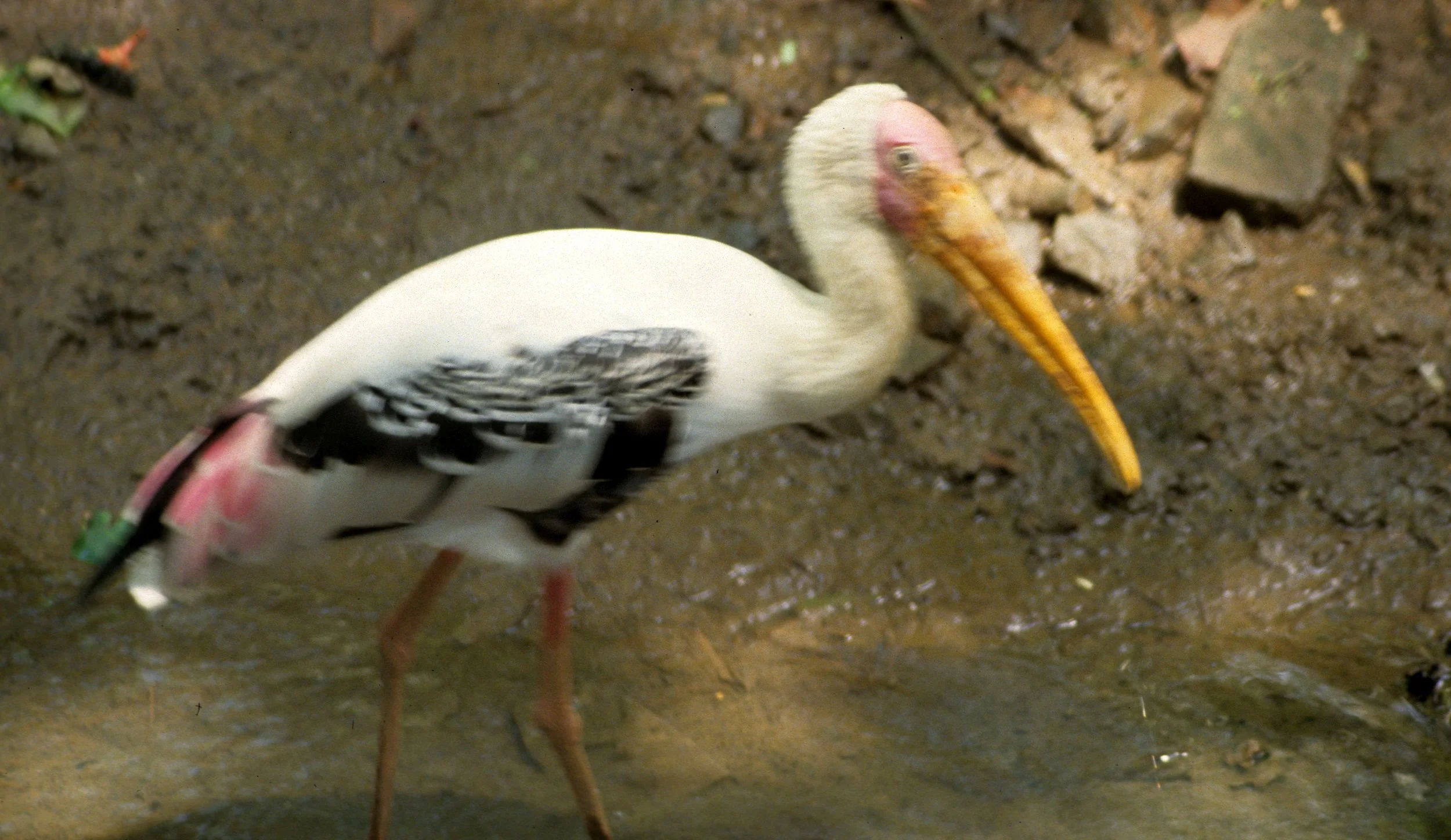 BIRD - STORK - PAINTED STORK - VIET NAM.jpg