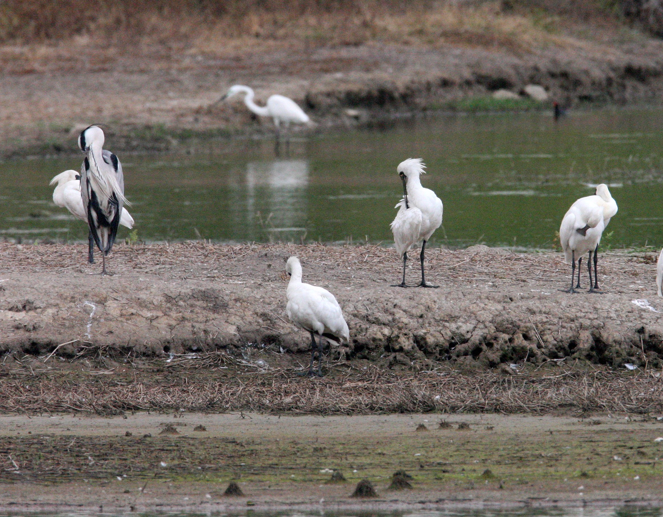 SPOONBILL - BLACK-FACED SPOONBILL - Platalea minor - MAI PO WETLANDS HONG KONG (69).JPG
