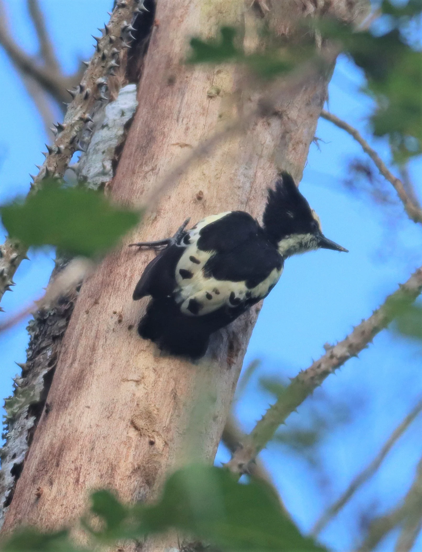 WOODPECKER - HEART-SPOTTED WOODPECKER - Hemicircus canente - KHAO YAI NATIONAL PARK (43).jpg