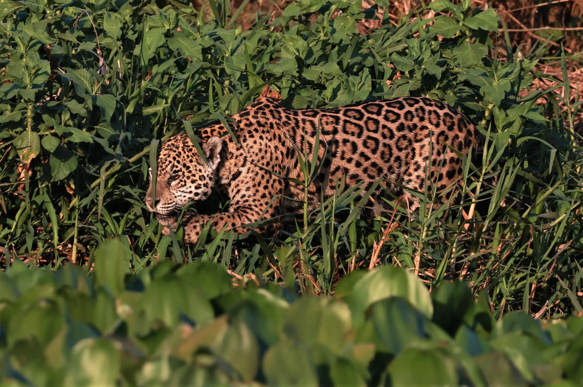 Panthera onca - Jaguar - Pantanal - Mato Grosso, Transpantaneira M-060 (167).JPG