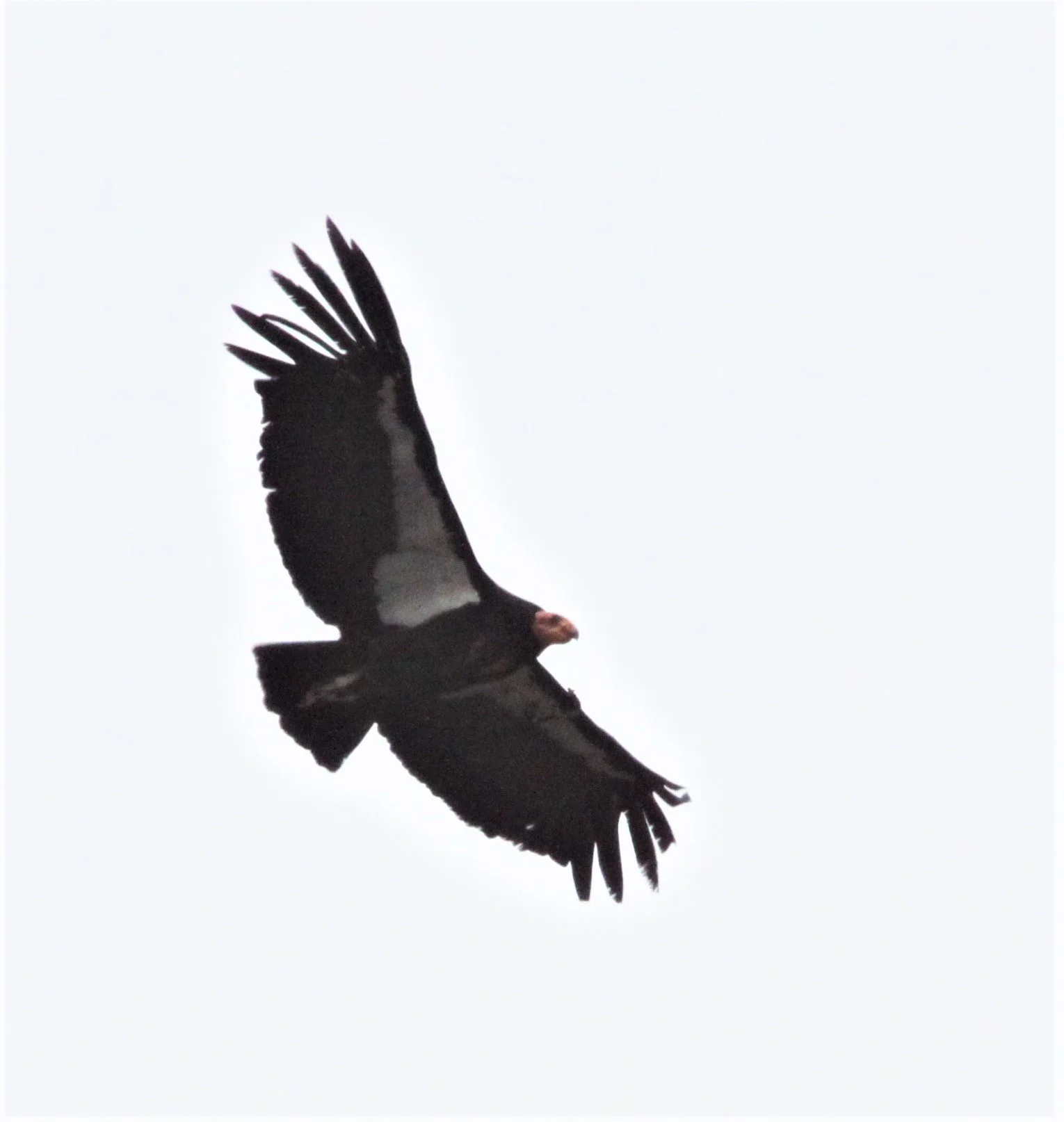 Gymnogyps californianus - CALIFORNIA CONDOR - PINNACLES NATIONAL MONUMENT CALIFORNIA aa5.jpg