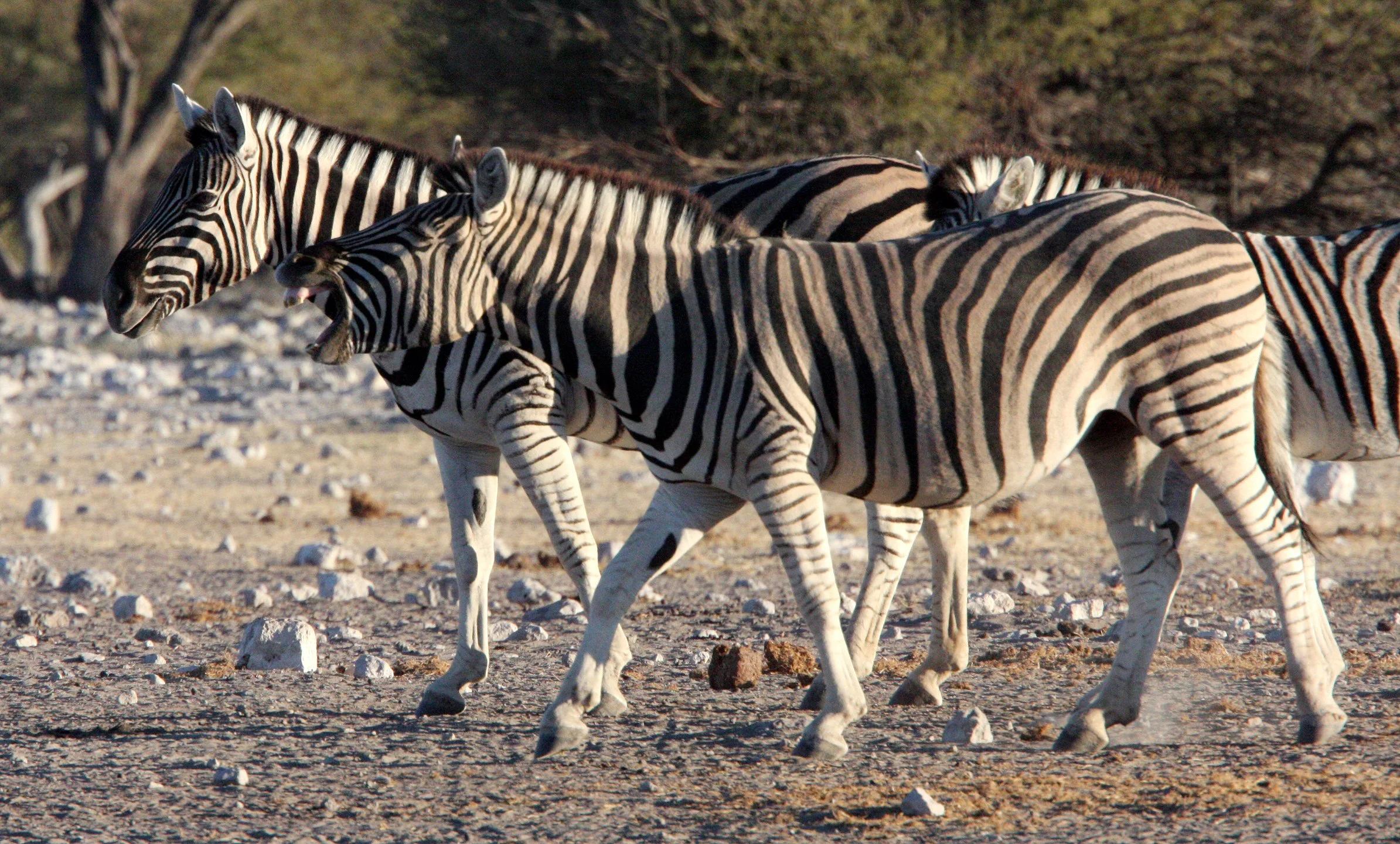 Equus quagga burchellii - BURCHELL'S (DAMARALAND) - BURCHELL'S ZEBRA - ETOSHA NATIONAL PARK NAMIBIA (25).JPG