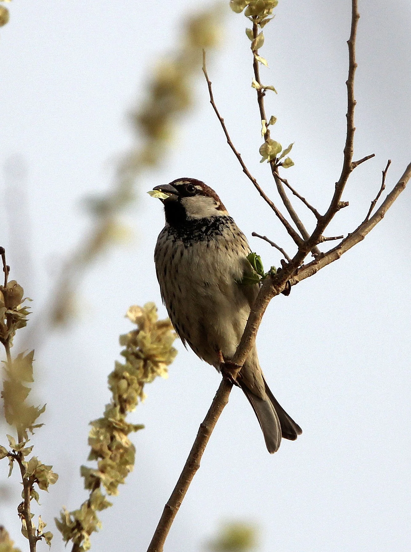 Spanish Sparrow (Passer hispaniolensis) Turpan Xinjiang China (13).JPG
