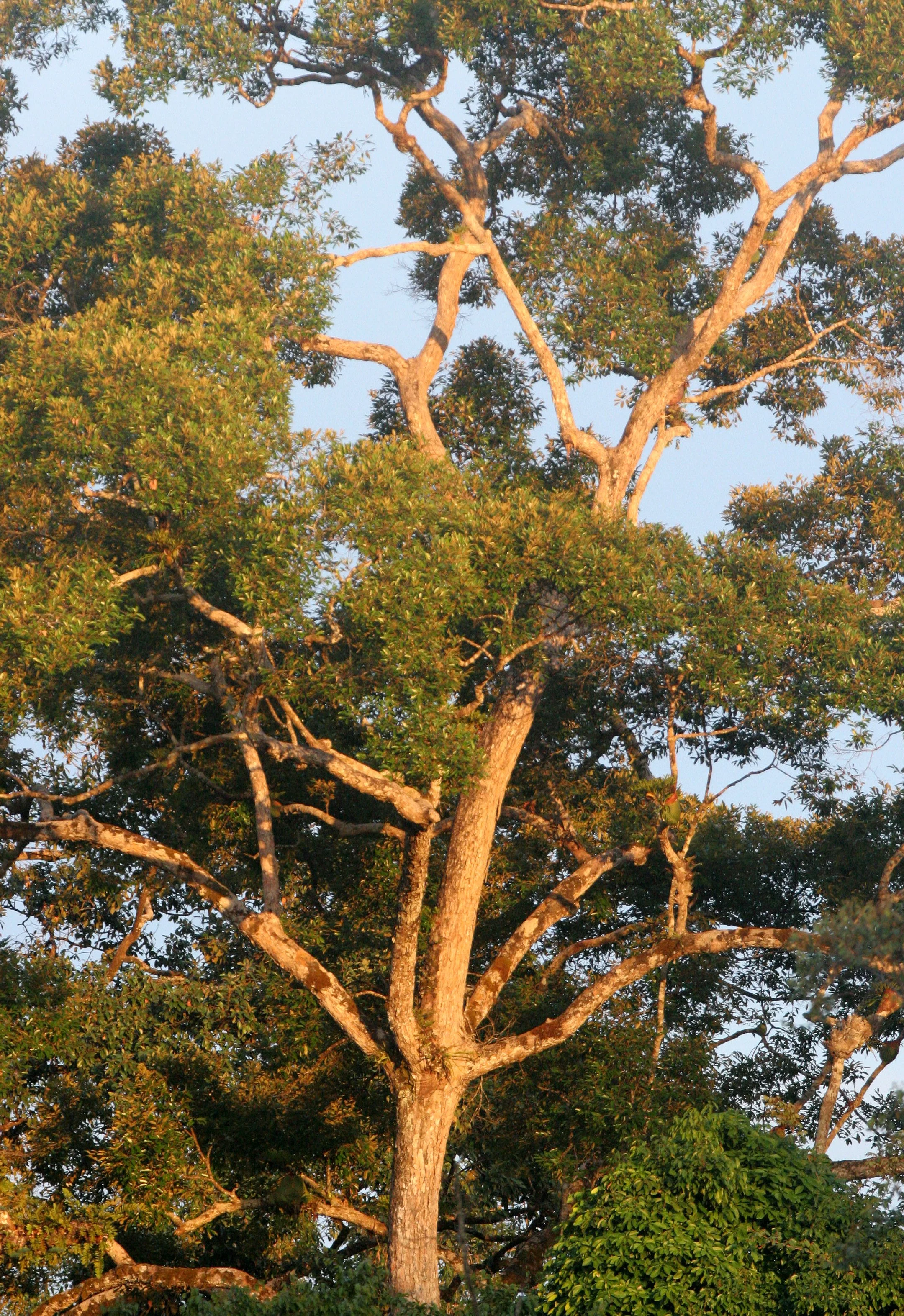 TABIN WILDLIFE RESERVE BORNEO - FOREST GIANT - KOMPASIA SPECIES (6).JPG