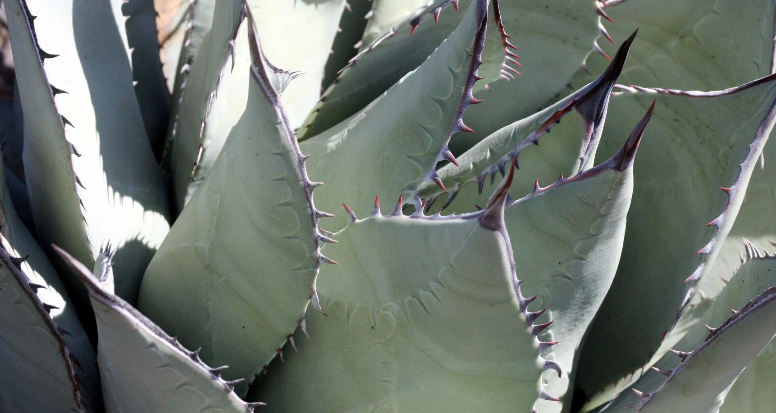 AGAVACEAE - AGAVE DESERTI - DESERT AGAVE - MESCAL - CATAVINA DESERT BAJA MEXICO (2).JPG