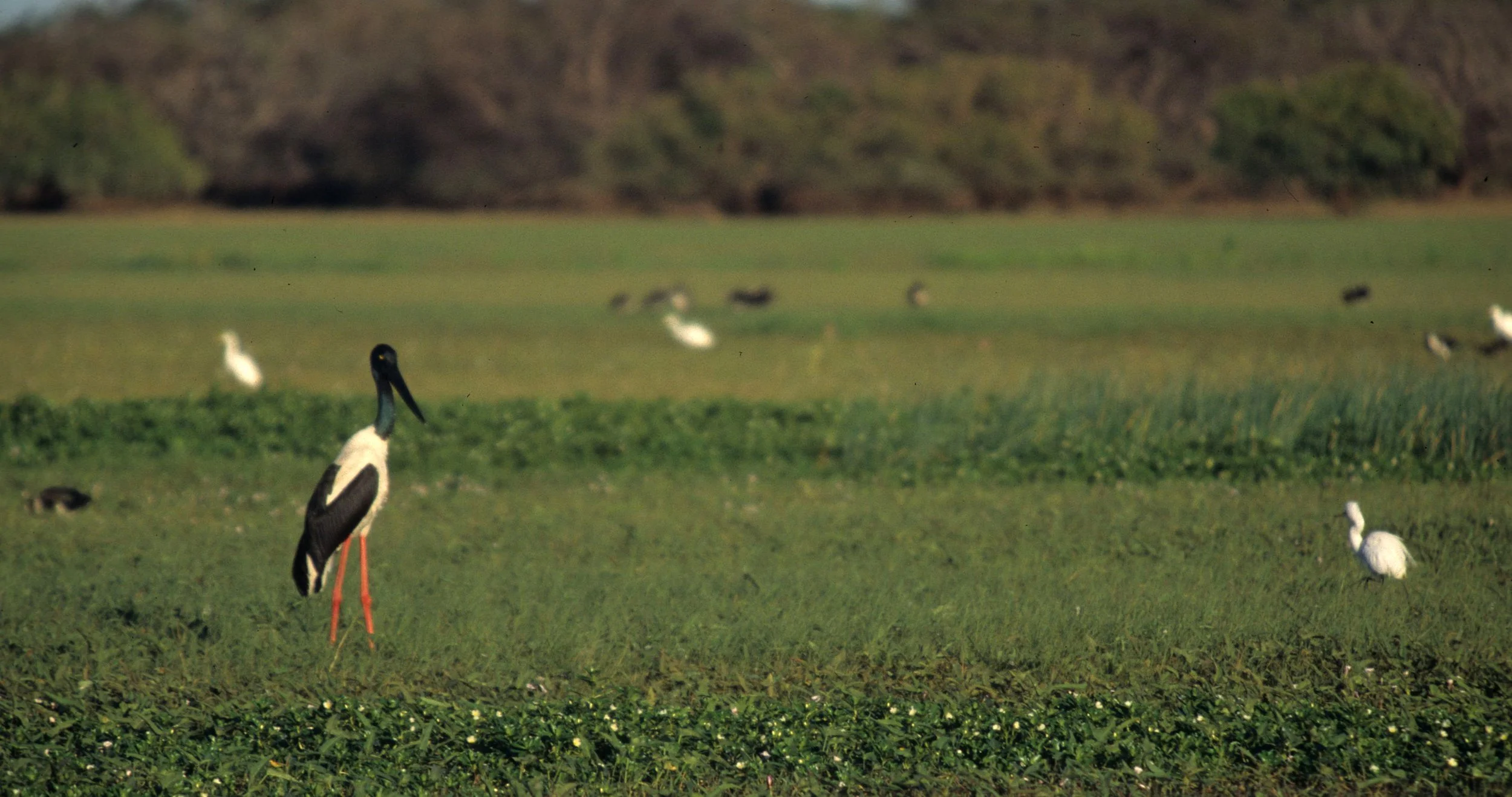 BIRD - STORK - JABIRU - KAKADU NP AUSTRALIA.jpg