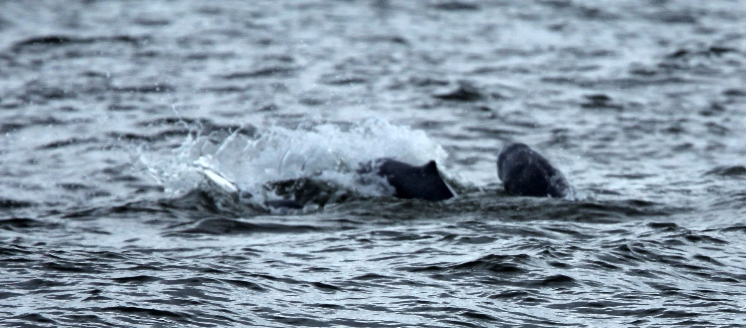 Orcaella brevirostris - IRRAWADY DOLPHIN - THA KHAM BANGKOK (19).JPG