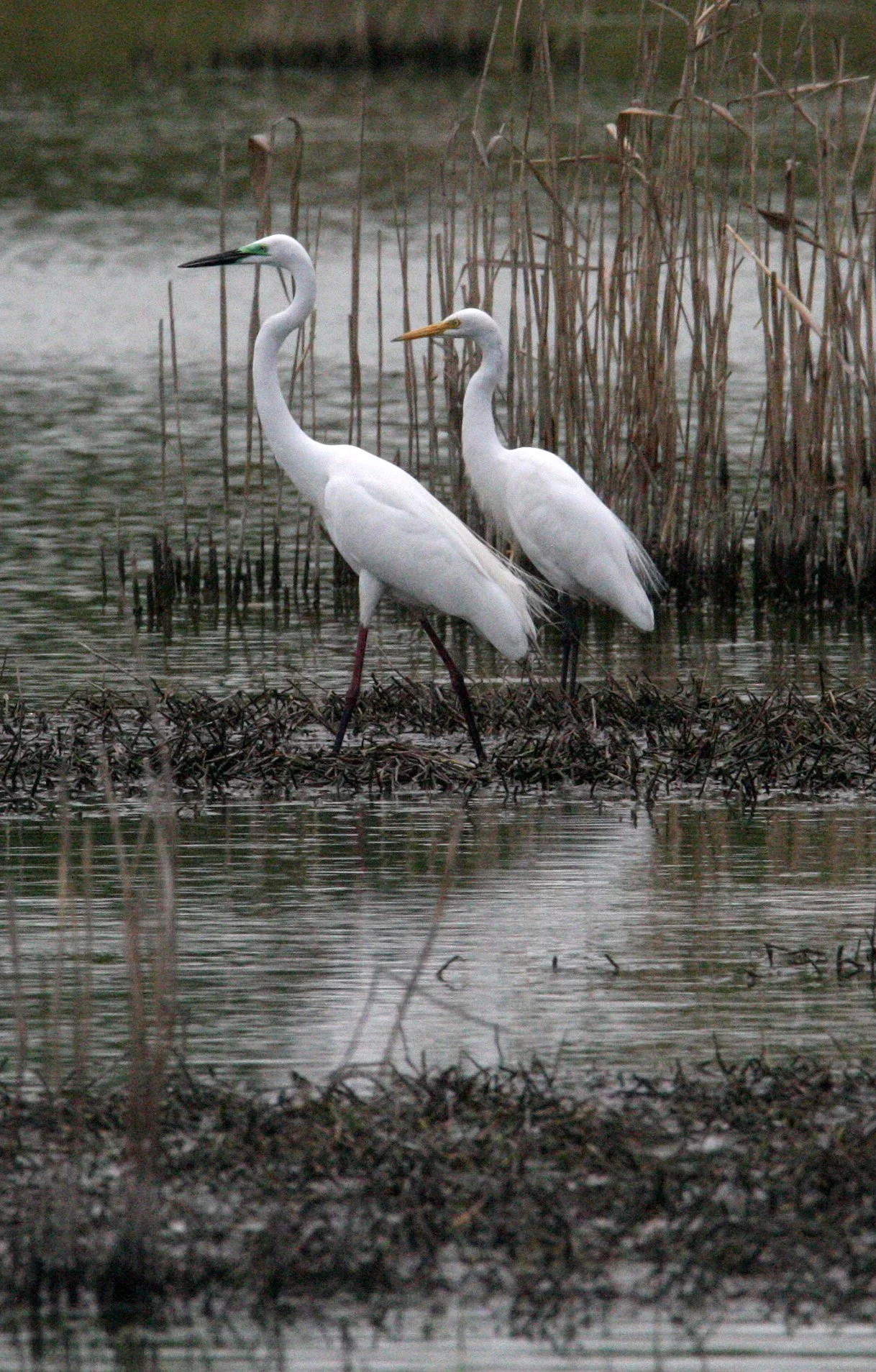 EGRET - EASTERN GREAT EGRET - Ardea (alba) modesta - MAI PO WETLANDS HONG KONG (58).JPG