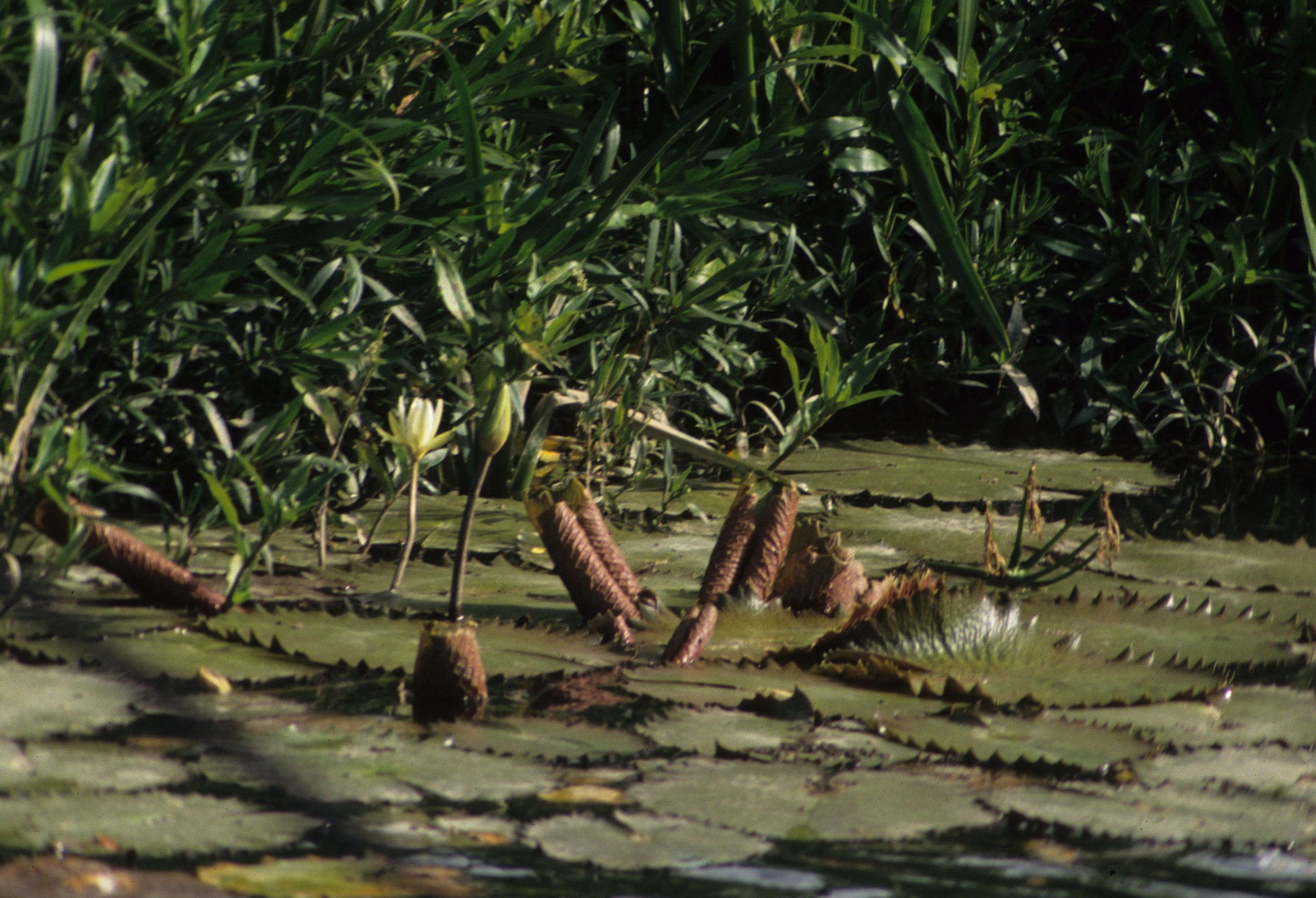 HAWAII - WATER LILY A (2).jpg