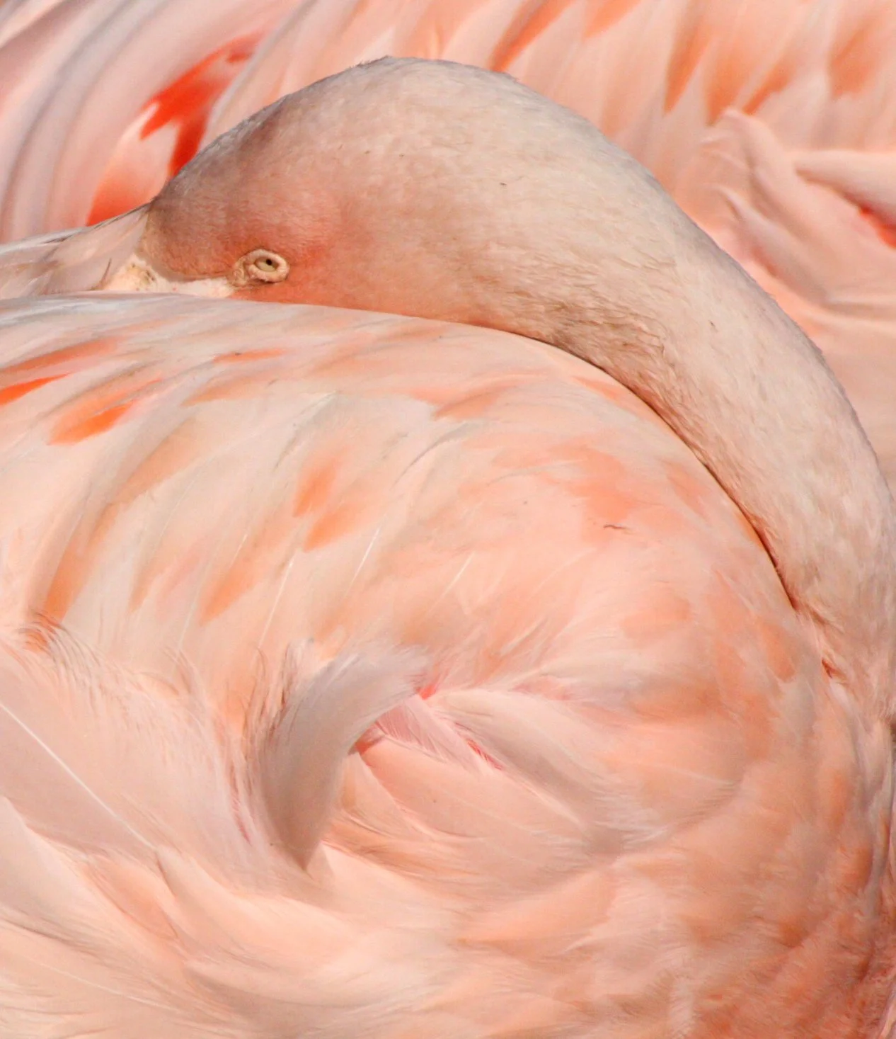 Phoenicopterus ruber - American Flamingo - Woodland Park Washington (3).jpg