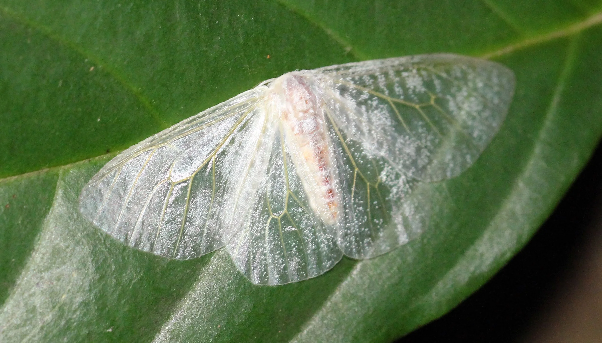 Drepanidae - Deroca hidda - Koh Lanta, Thailand