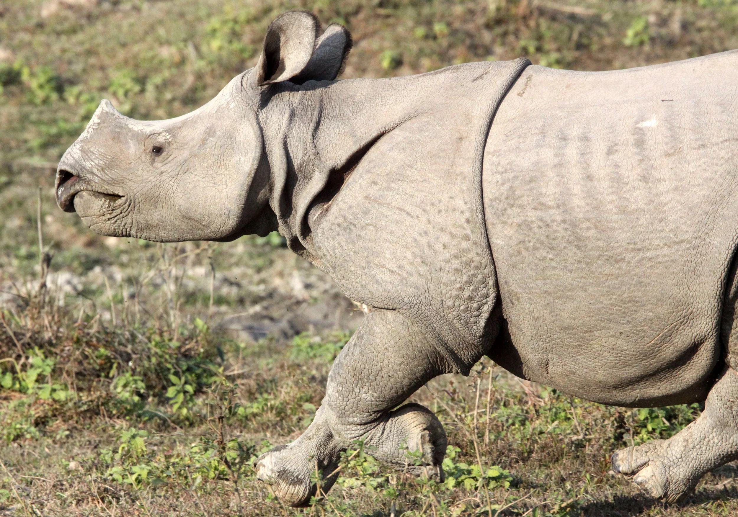 Rhinoceros unicornis - INDIAN (ASIAN ONE-HORNED) RHINOCEROS - KAZIRANGA NATIONAL PARK ASSAM INDIA (60).JPG
