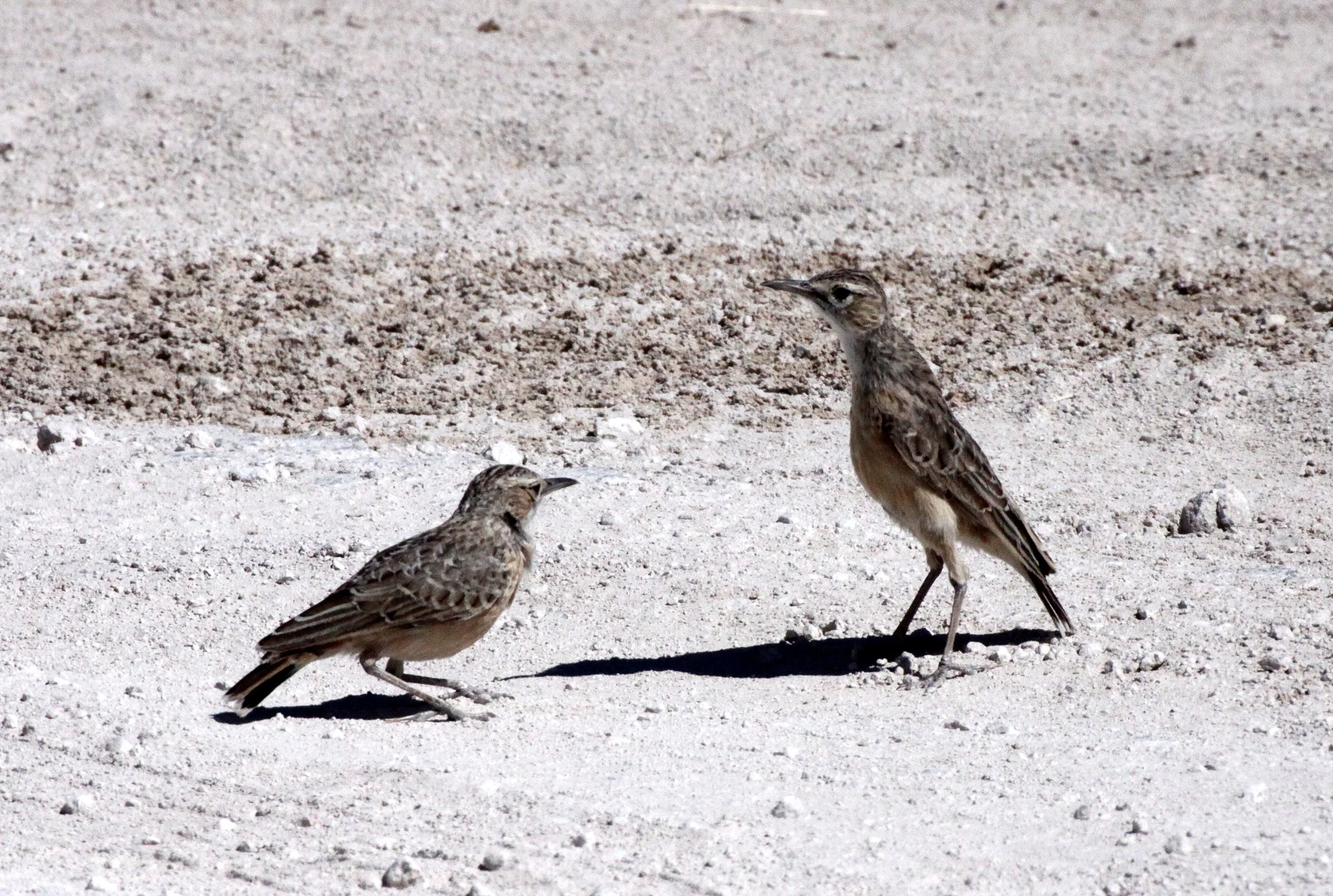 Spike-heeled Lark (Chersomanes albofasciata) Etosha NP Namibia (5).JPG