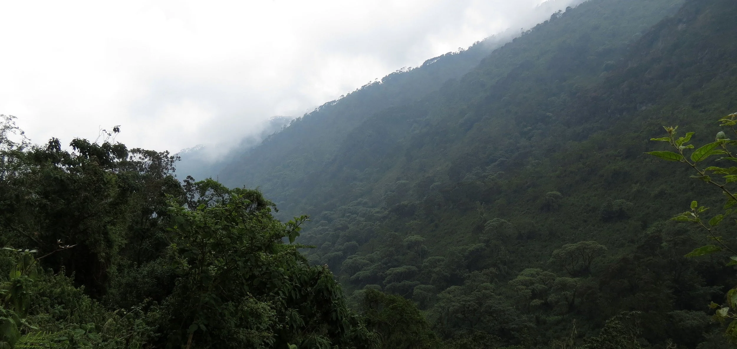 RWENZORI NATIONAL PARK UGANDA (275).JPG