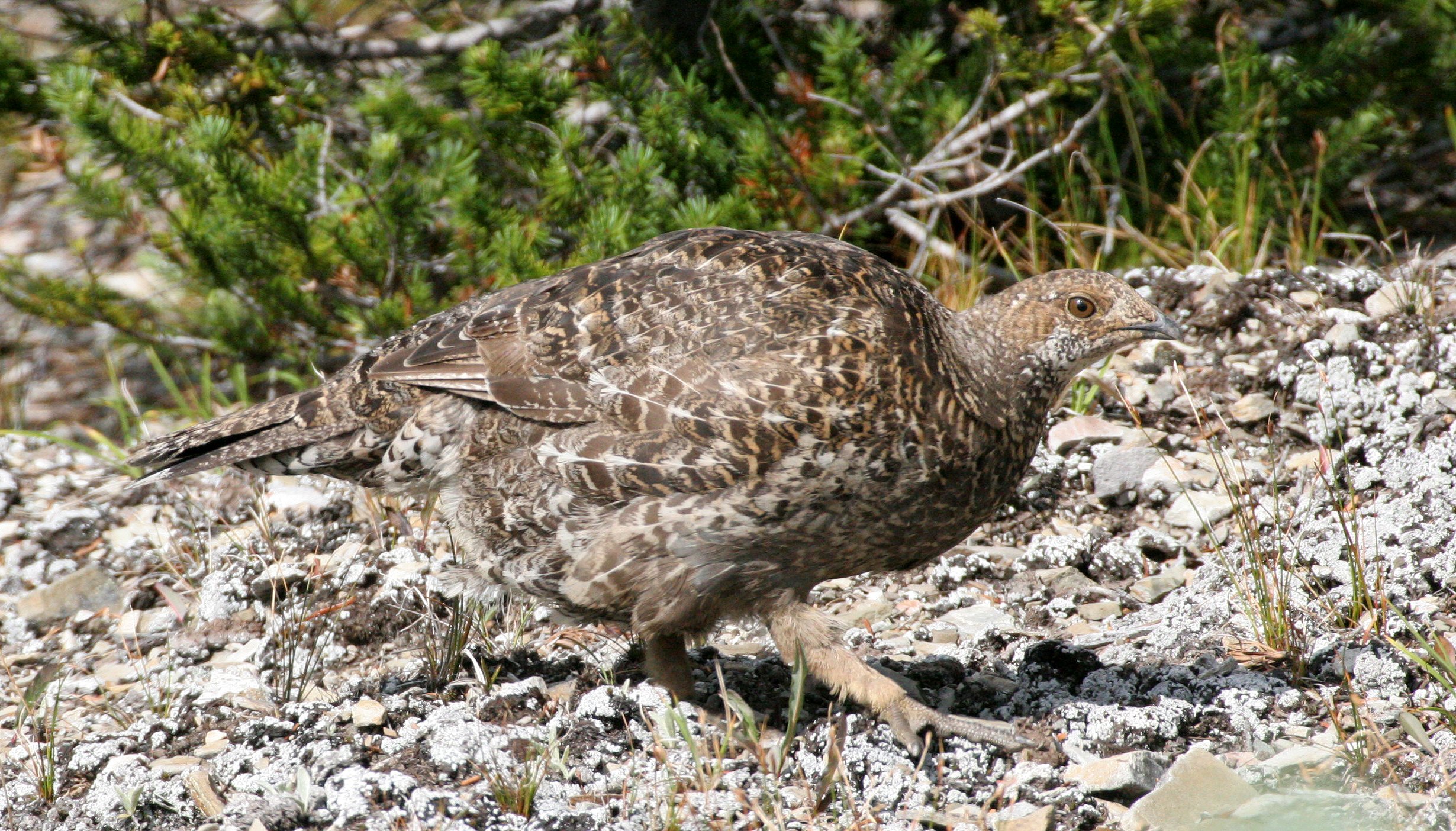 BIRD - GROUSE - BLUE-GROUSE - OLYMPIC NATIONAL PARK (11).JPG