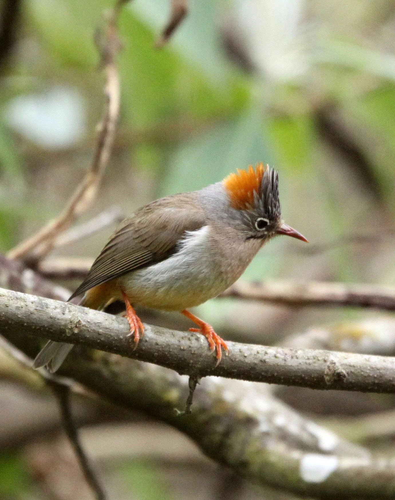 Rufous-vented Yuhina (Yuhina occipitalis) Wuliangshan Reserve, Yunnan China (9).JPG