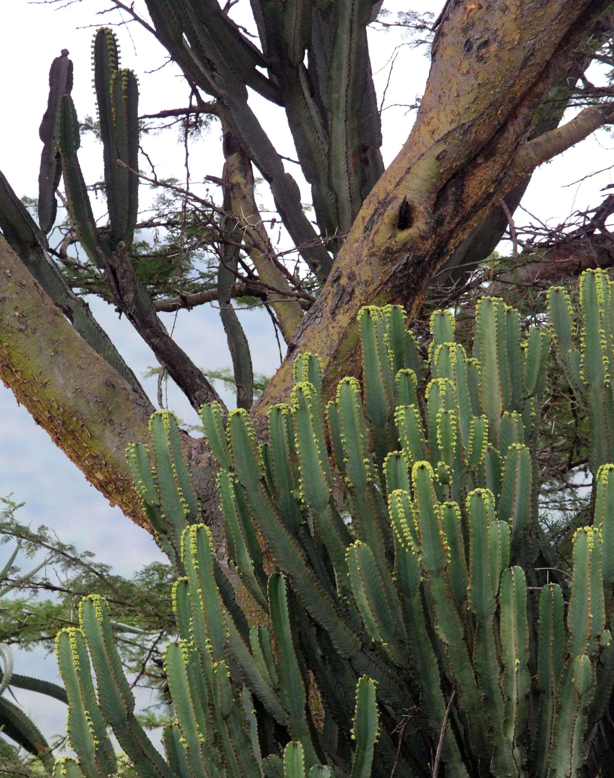 MASAI MARA NATIONAL PARK KENYA (12).JPG