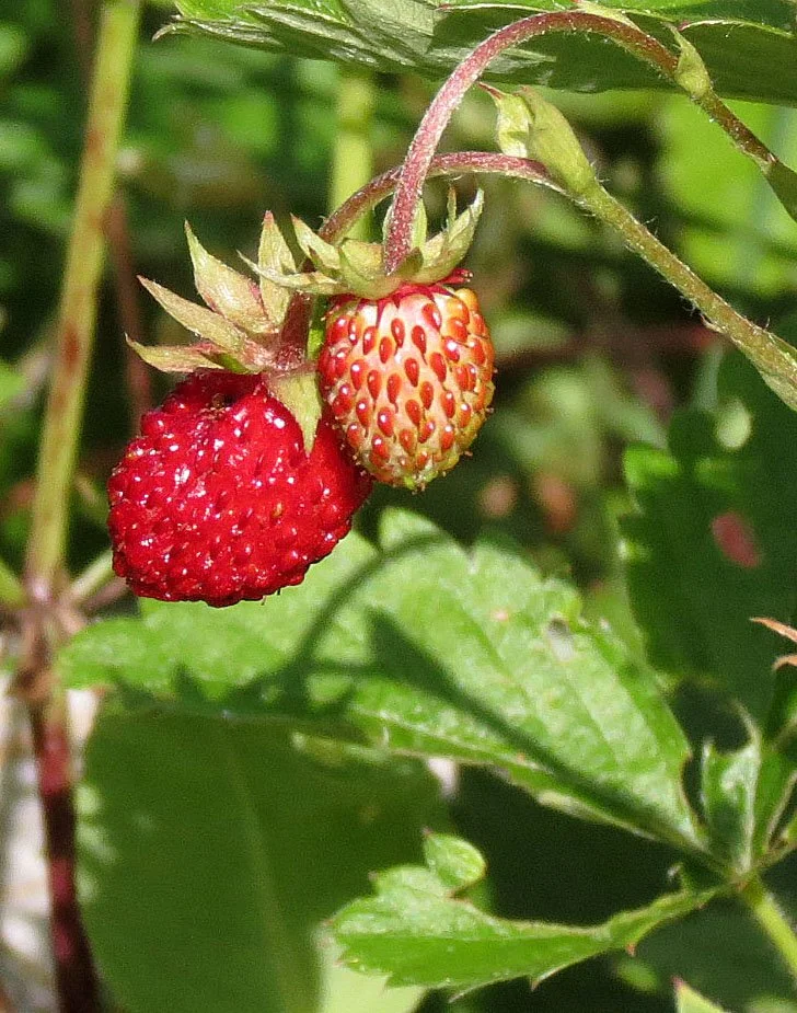 VERCOR NATIONAL PARK FRANCE.JPG
