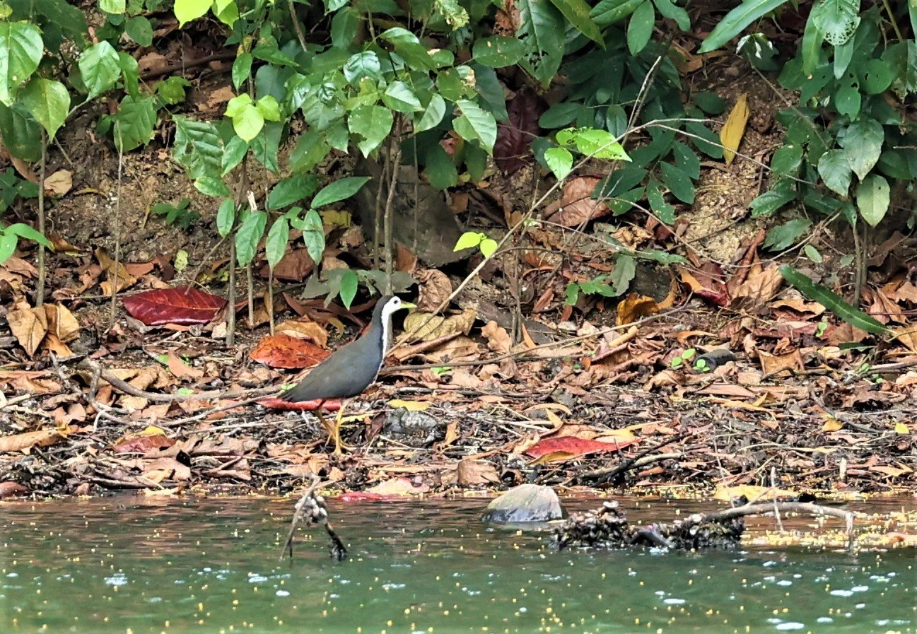 White-breasted Waterhen (Amaurornis phoenicurus) Thale Noi Wetlands Patthalung.jpg